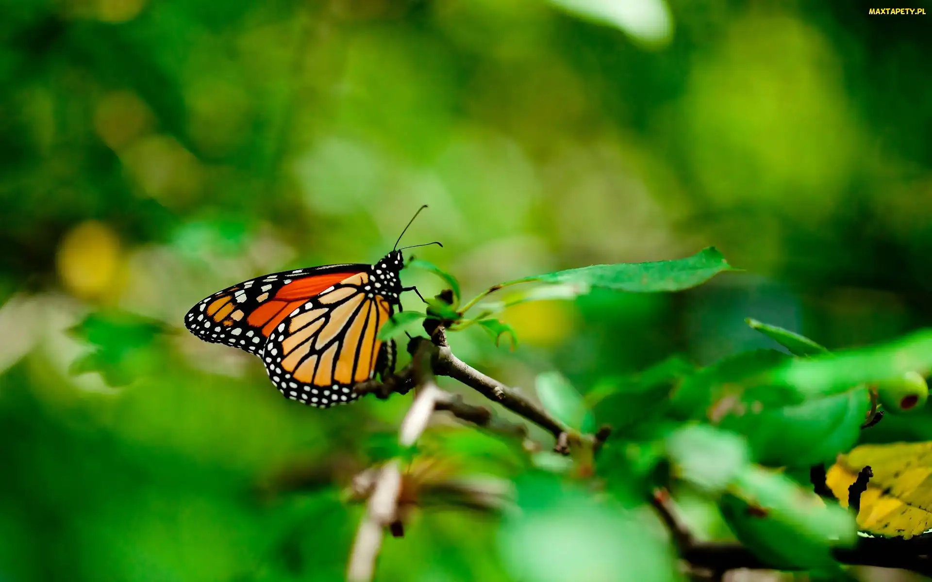 Gałązka, Monarch, Motyl