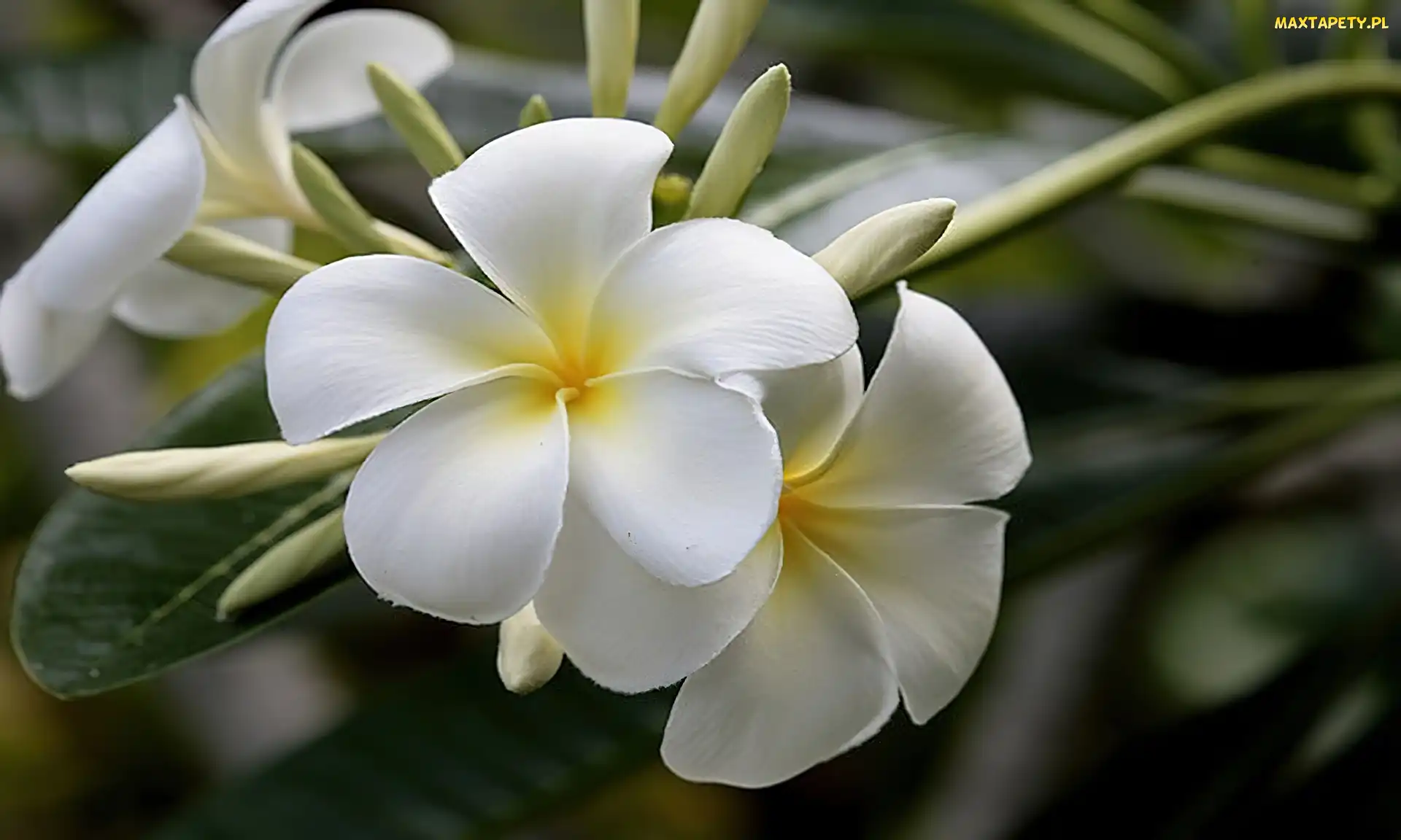 Liście, Plumeria, Kwiat, Biały