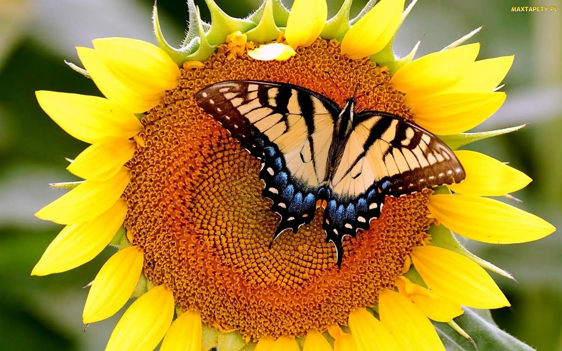 Motyl, Paź królowej, Słonecznik