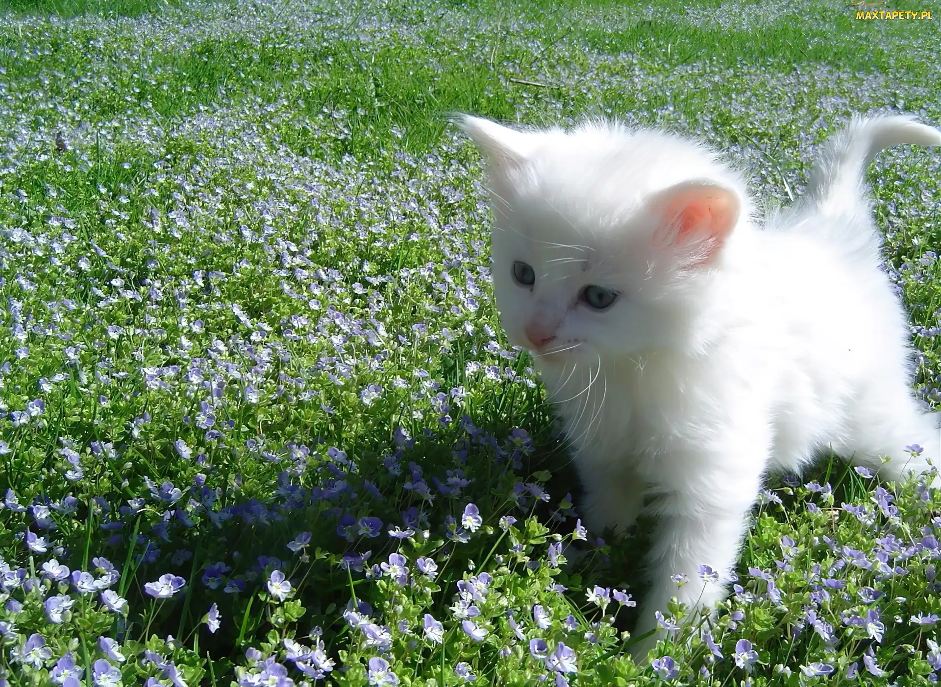 Biały, Kot turecka angora, Mały
