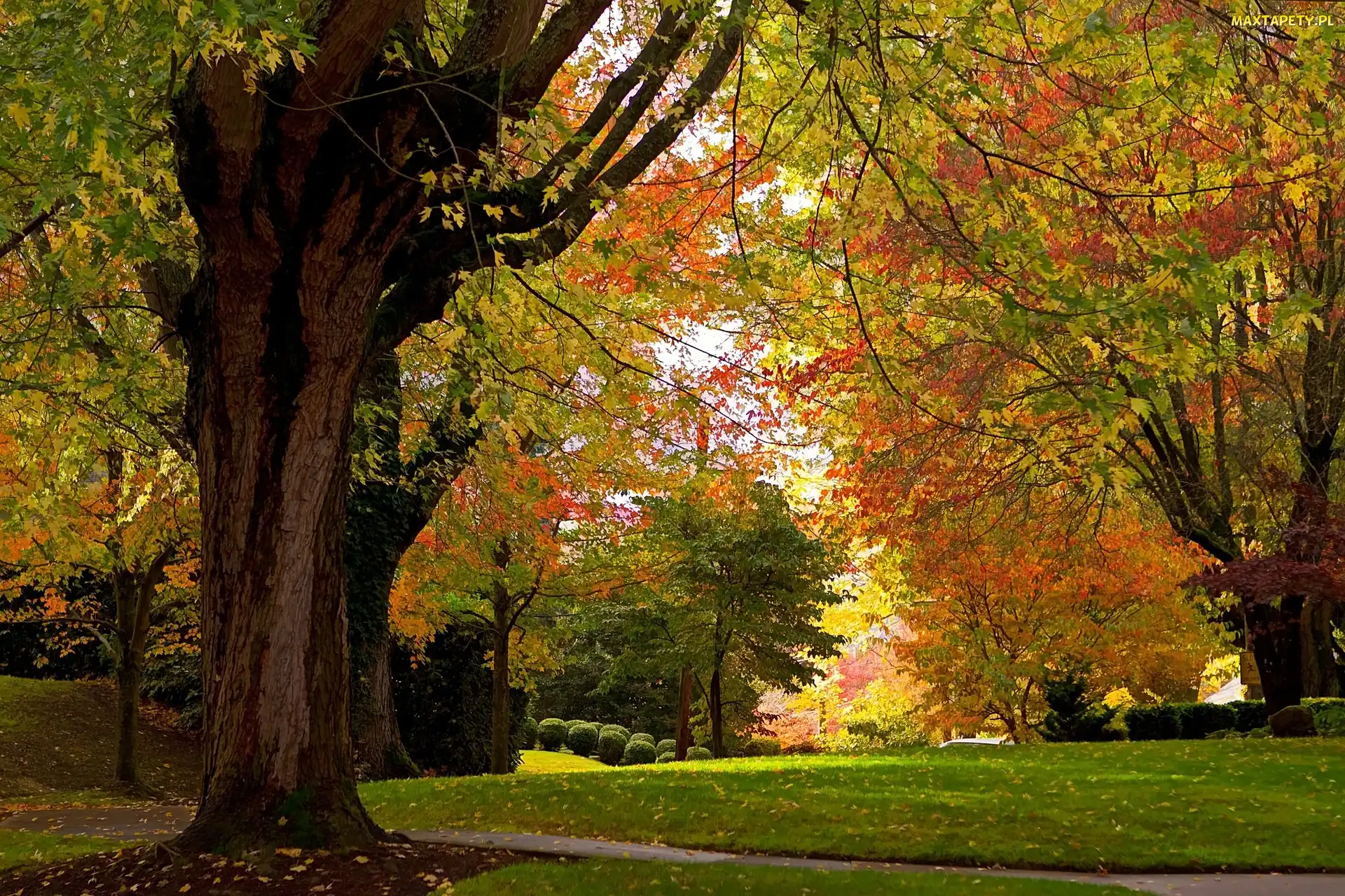 Alejka, Jesień, Park