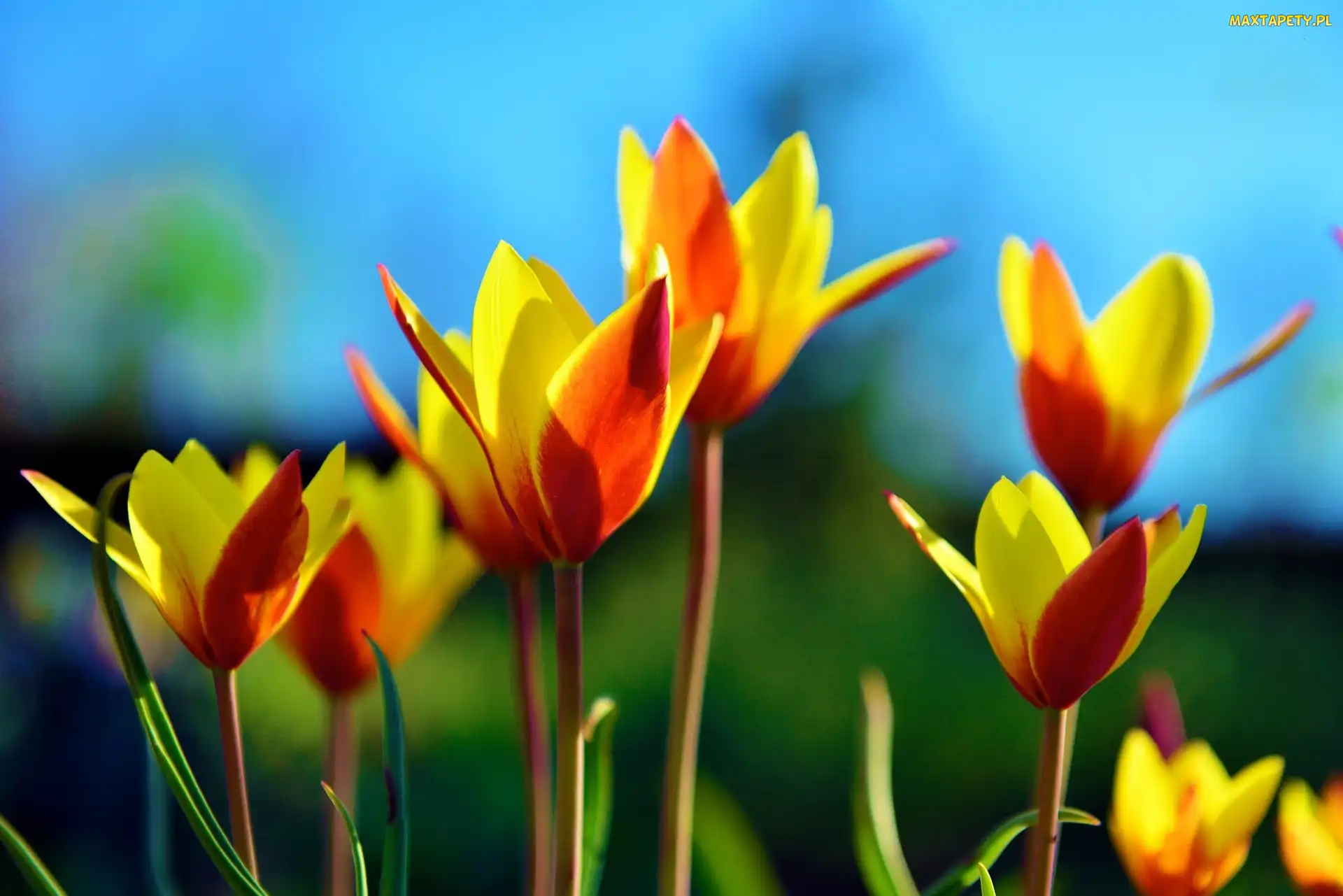 Pomarańczowo, Tulipany, Żółte