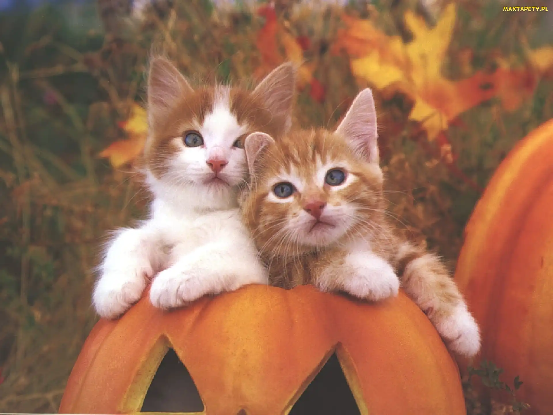 Kotki, Dynie, Halloween