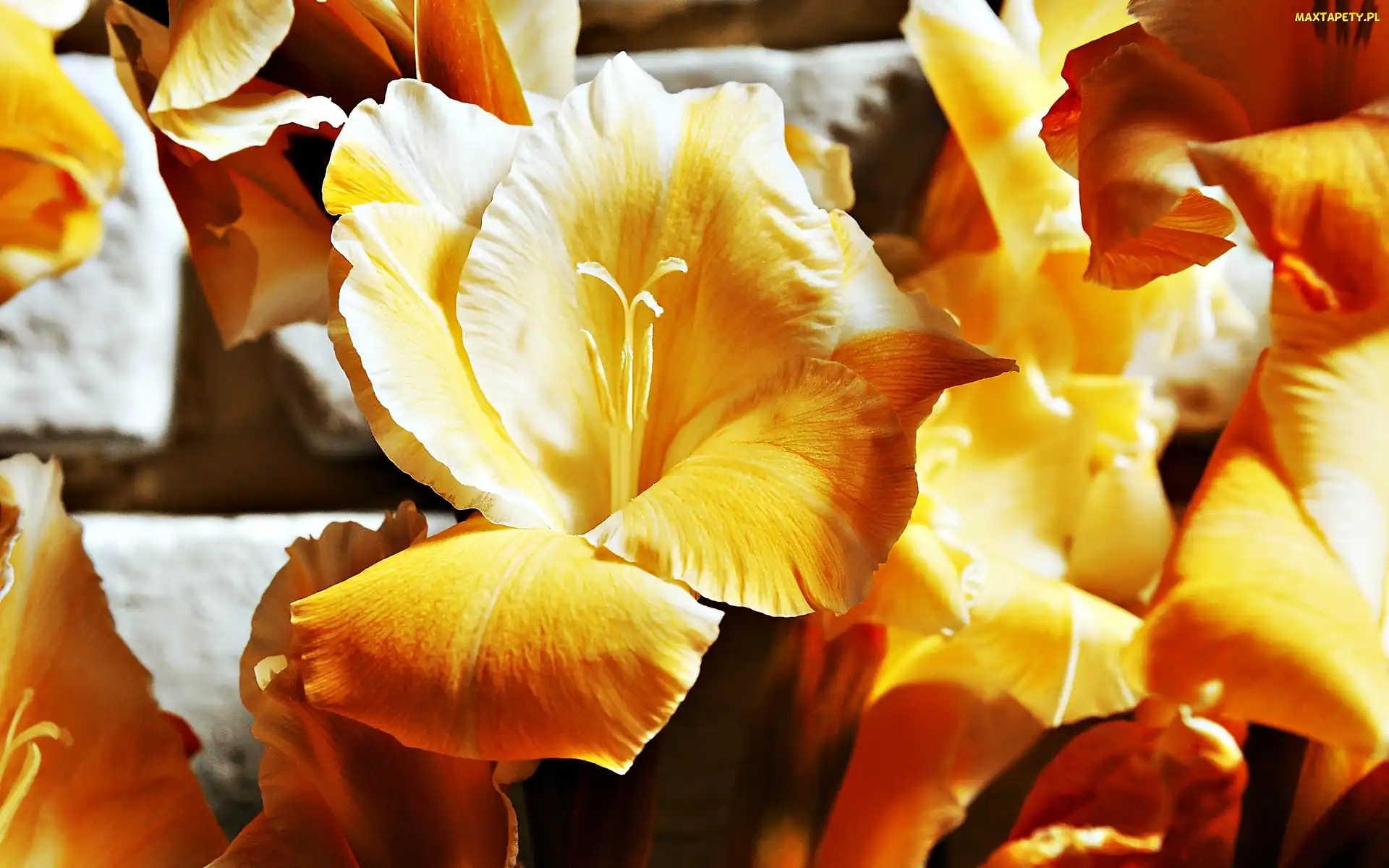 Gladiole, Żółte