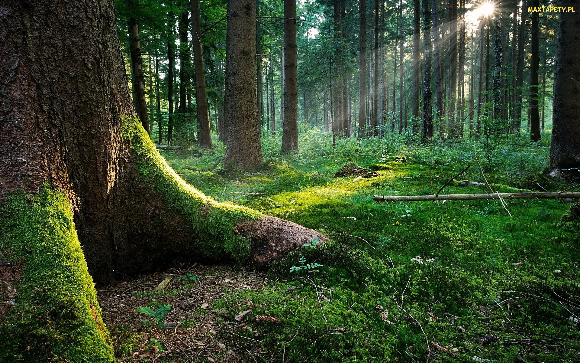 Słońca, Promienie, Stary, Las