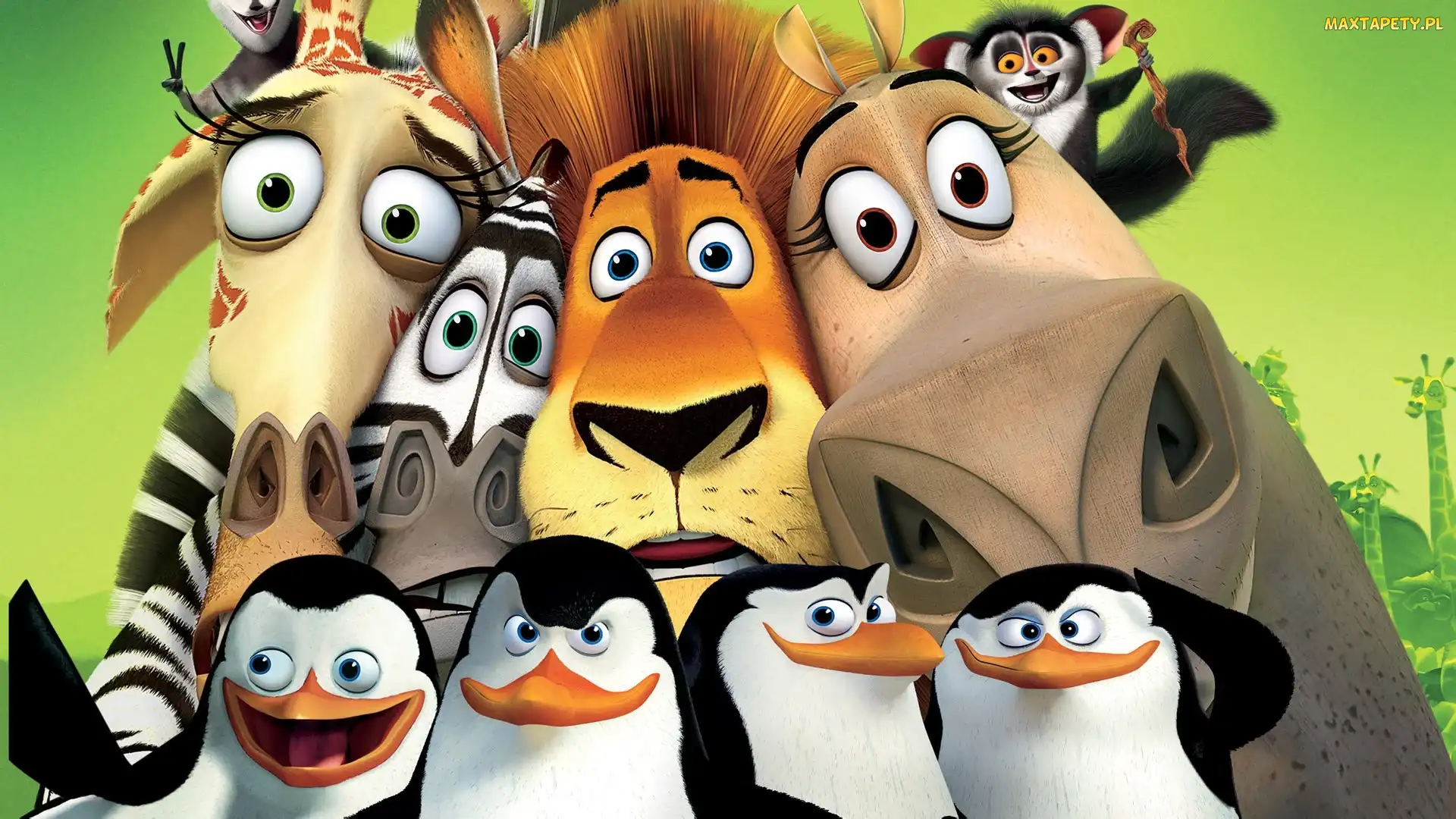 Lemur, Hipopotam, Żyrafa, Pingwiny, Lew, Madagaskar, Zebra