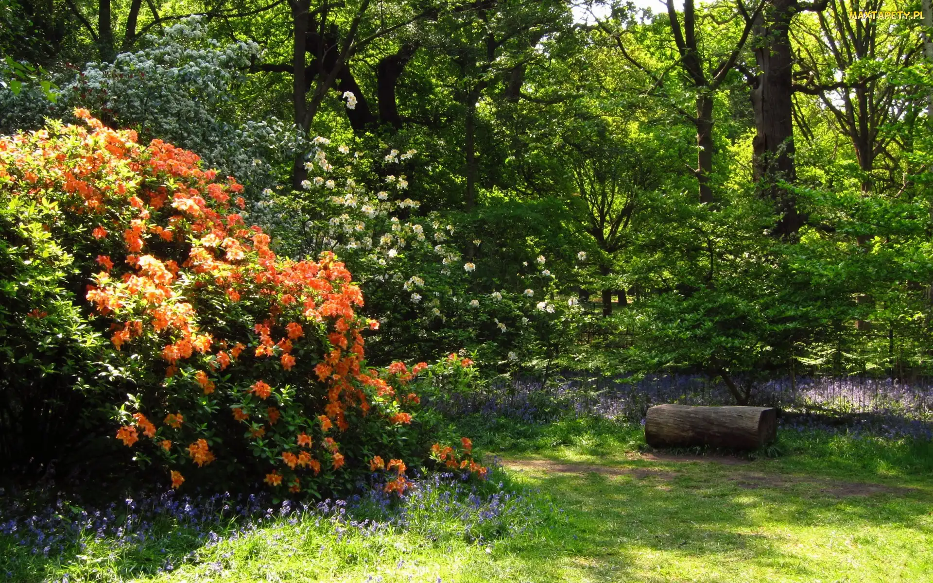 Rododendrony, Ścieżka, Kwitnące, Park, Krzewy, Kwiaty