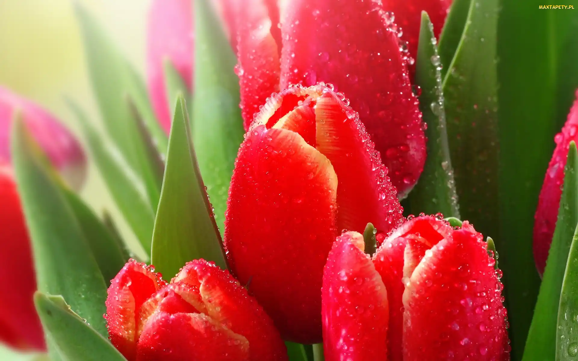 Czerwone, Rosa, Tulipany