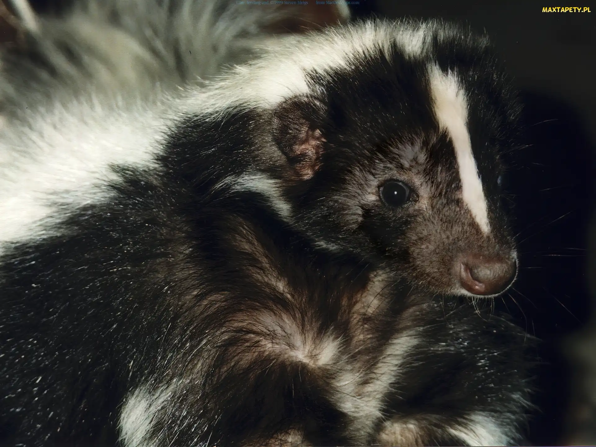 Zwyczajny, Skunks, Czarno, Biały