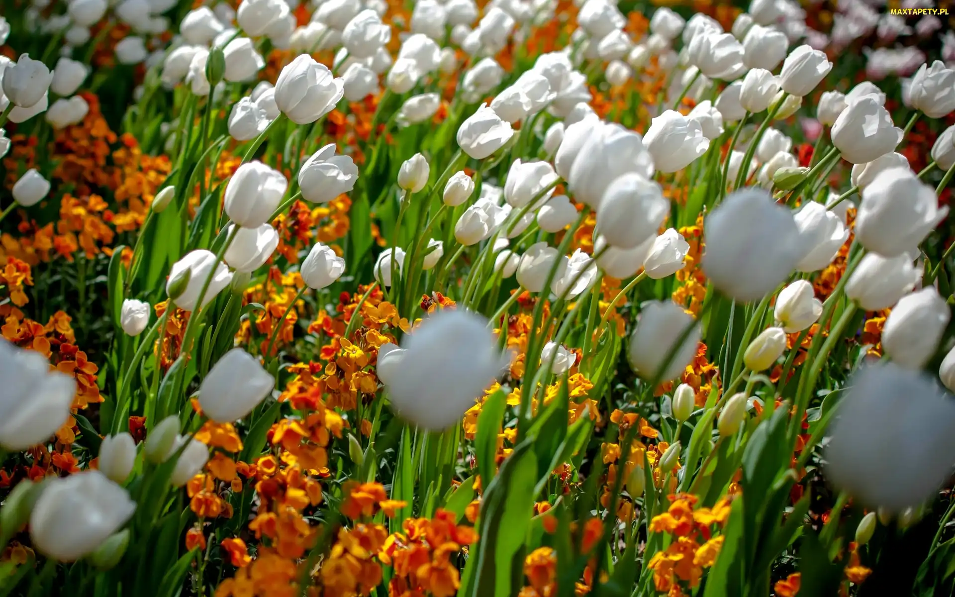 Białe, Tulipany