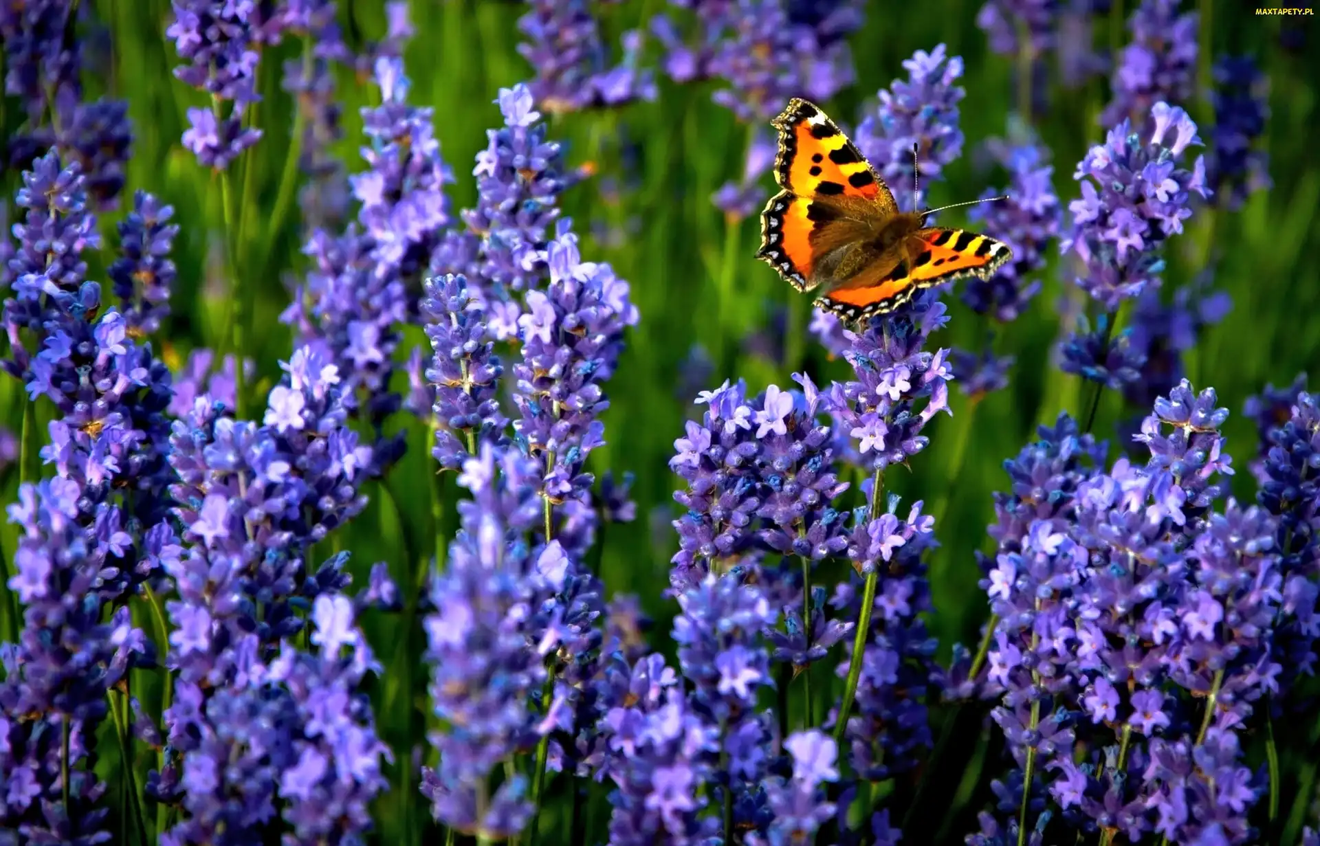 Motyl, Rusałka pokrzywnik, Lawenda