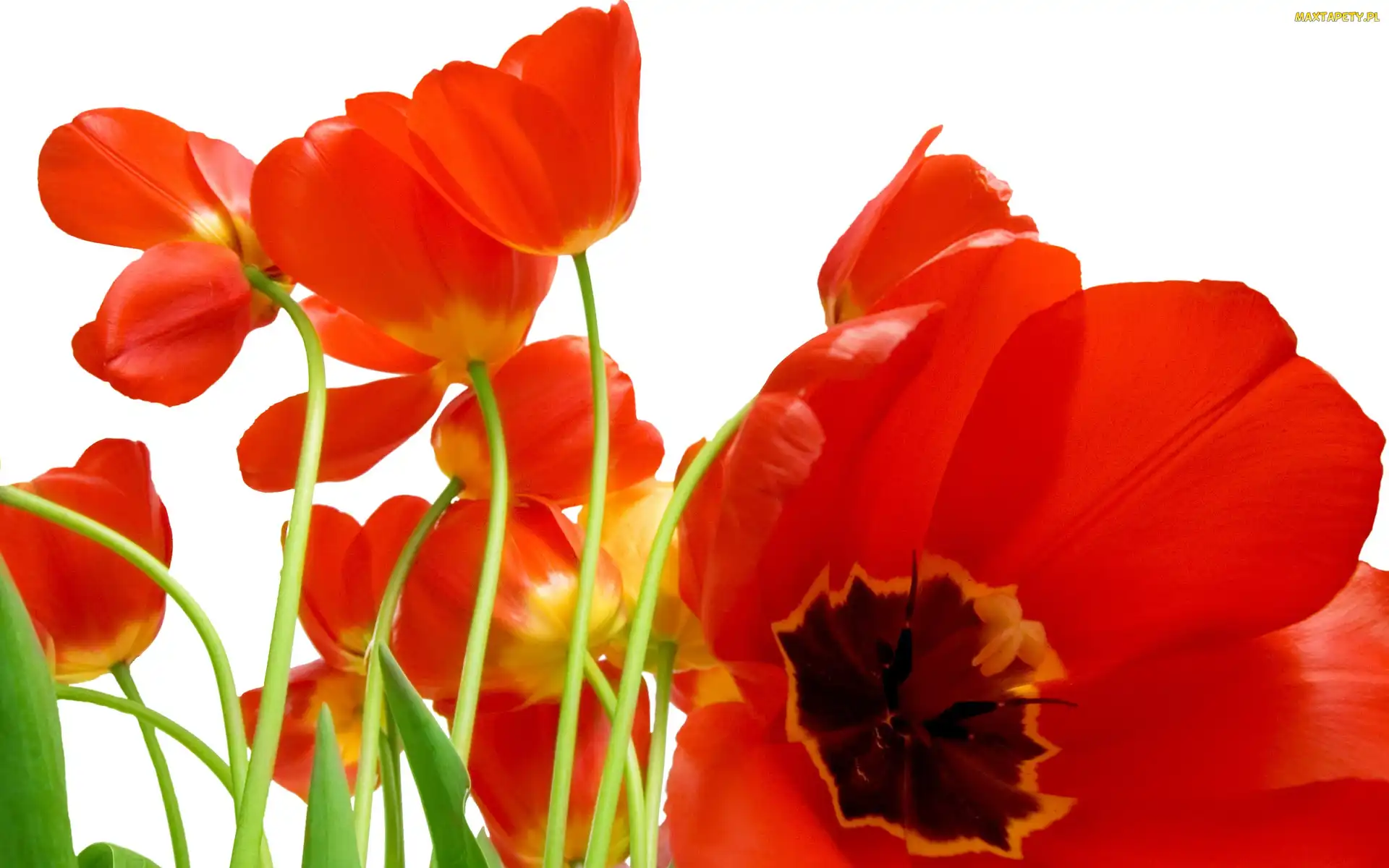 Tulipany, Czerwone