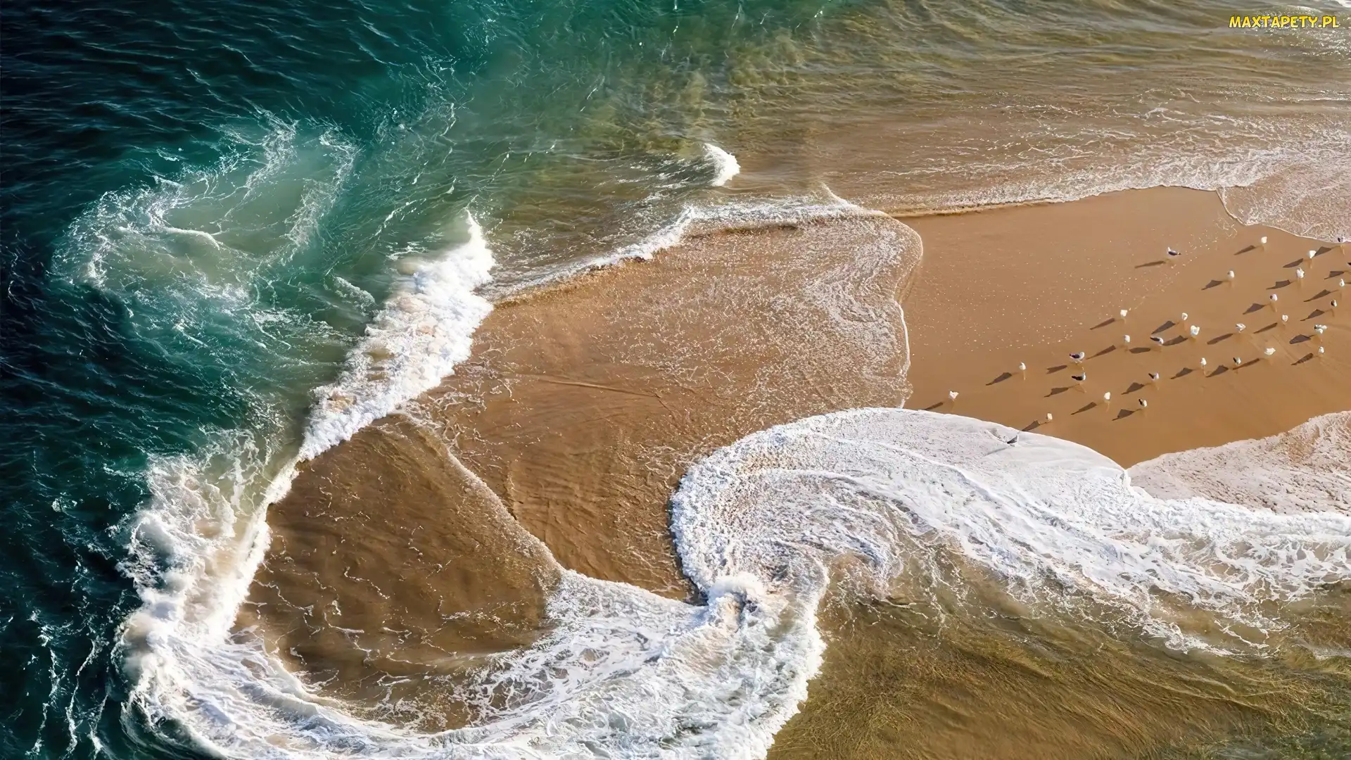 Francja, Plaża, Morze, Ptaki