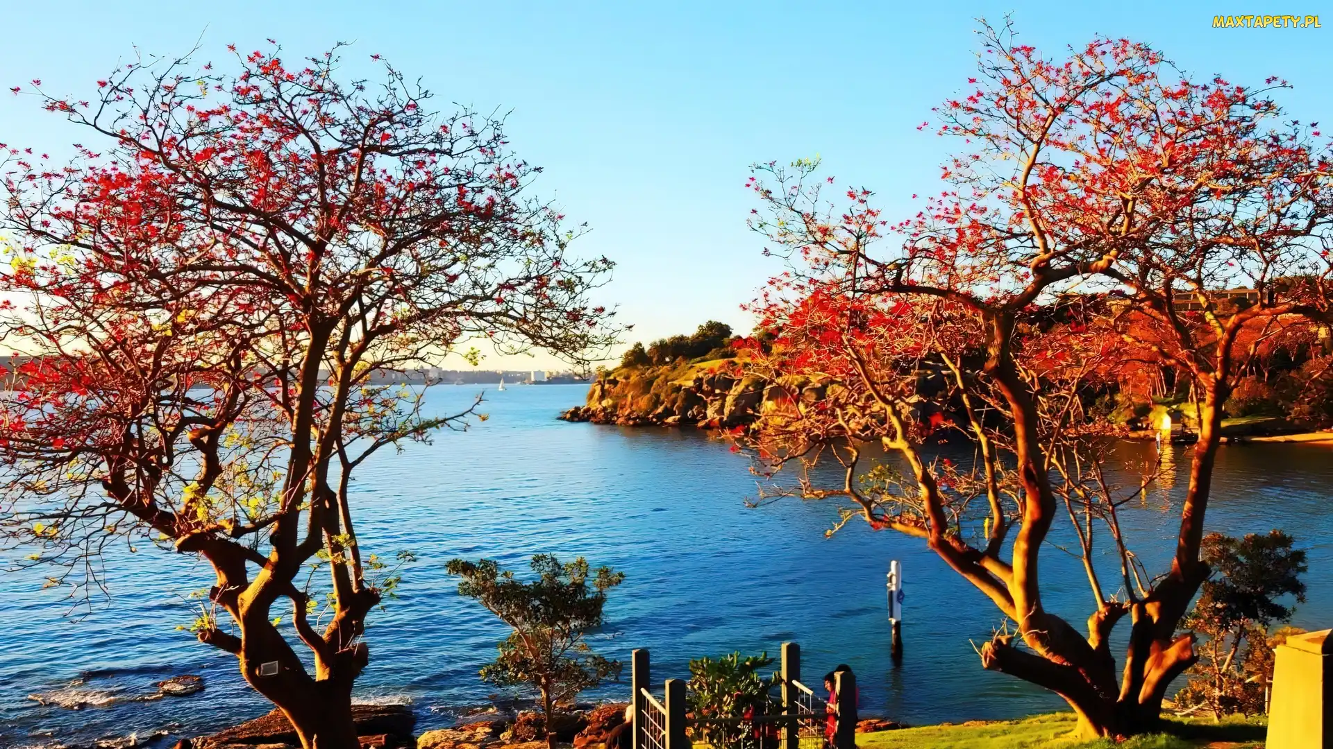 Australia, Drzewa, Park, Woda