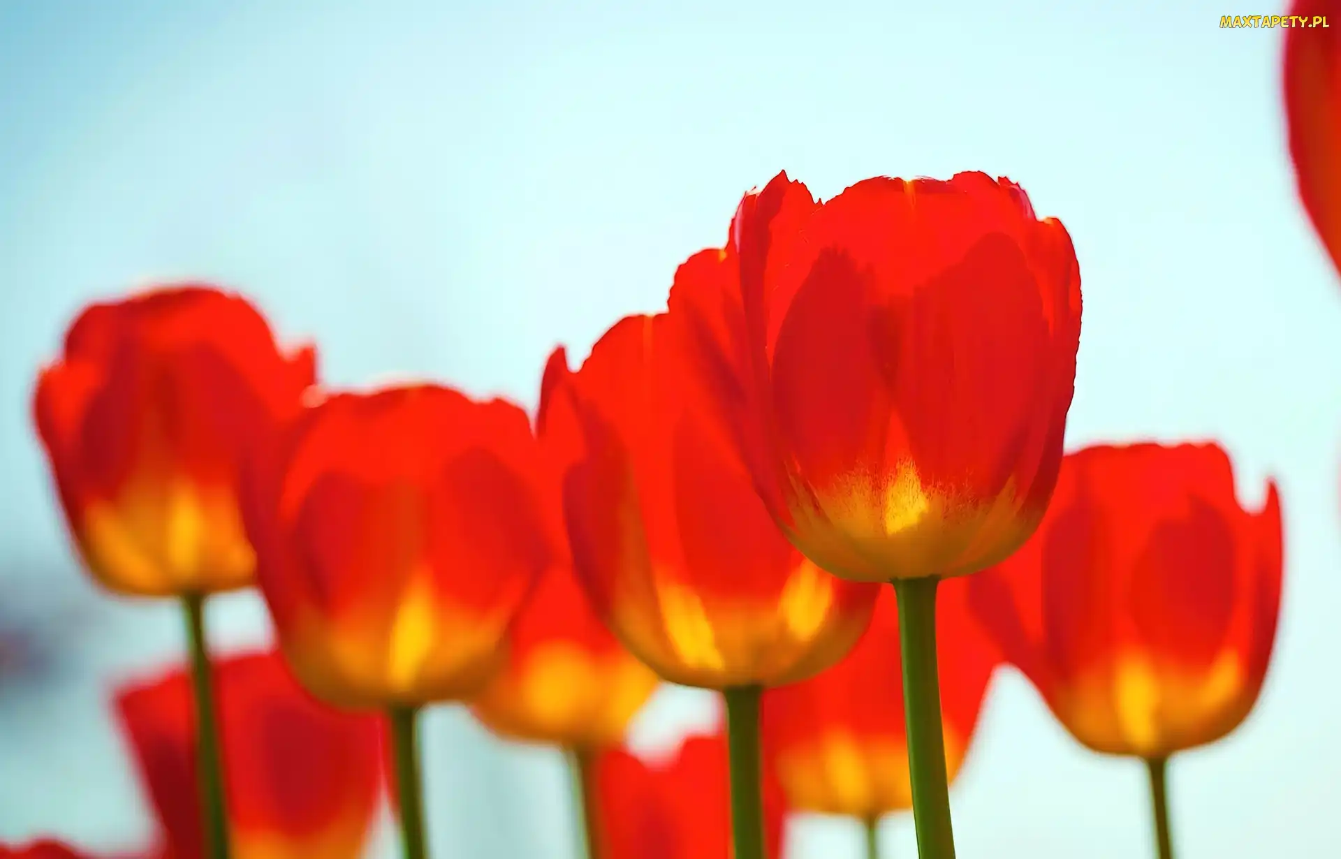 Czerwone, Tulipany