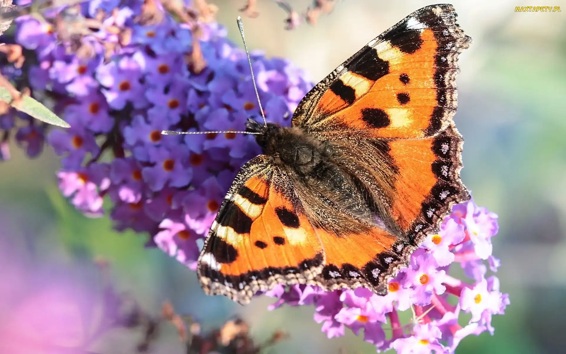Rusałka pokrzywnik, Kwiaty, Motyl