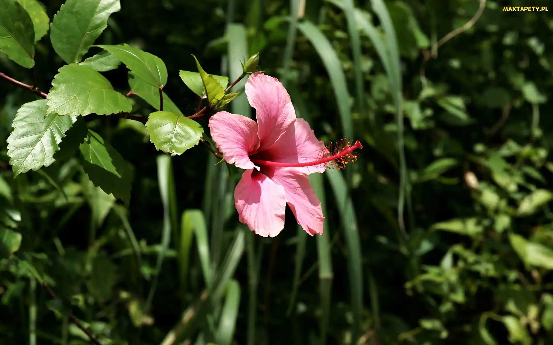 Hibiskusa, Kwiat, Rośliny, Różowy