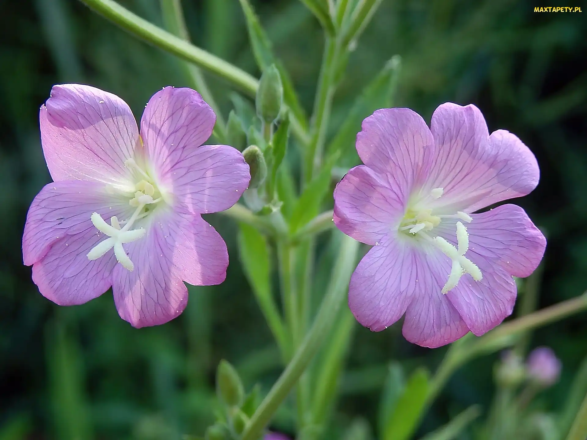 Kwiaty, Wierzbowica Kosmata