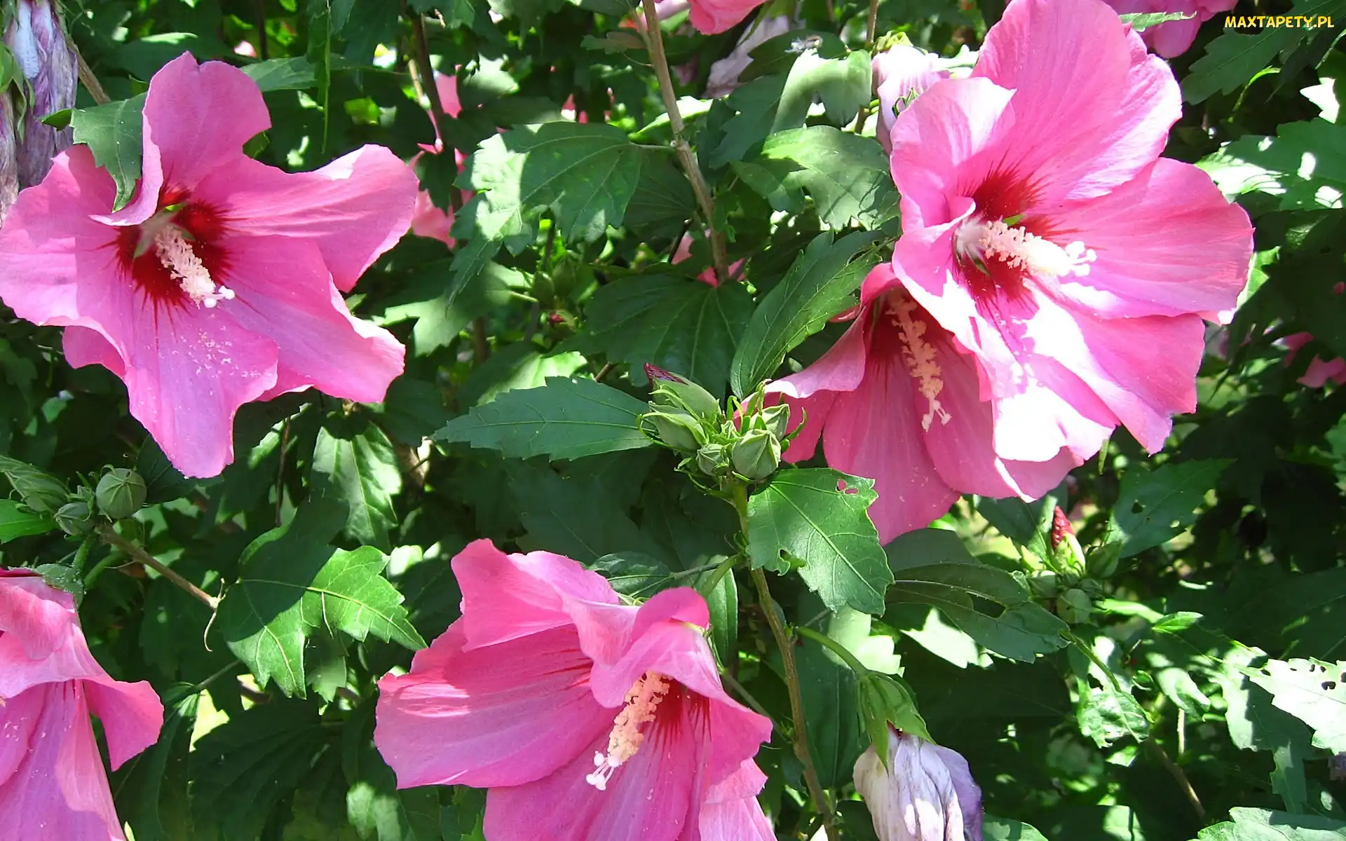 Różowy, Hibiskus