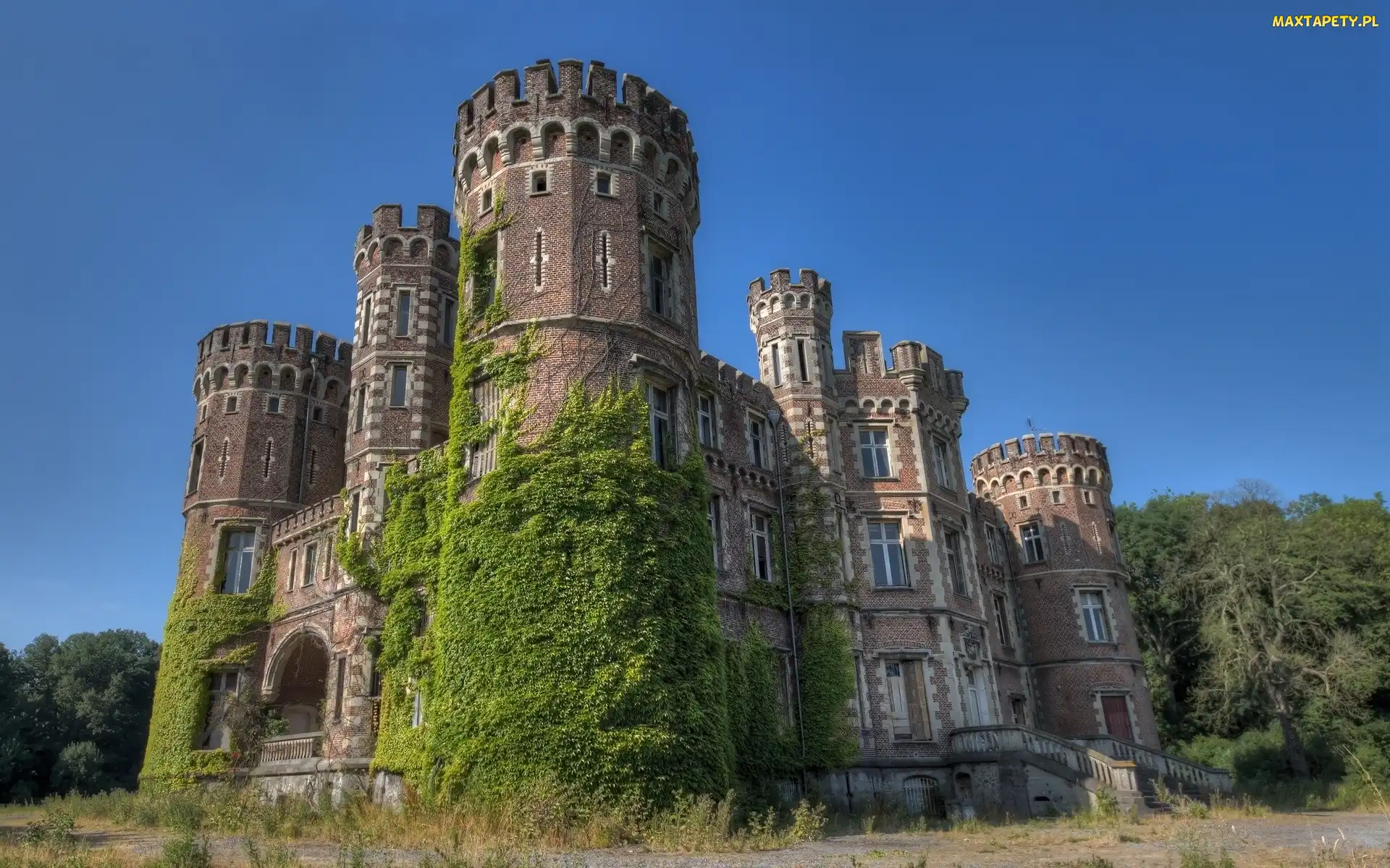 Winorośl, Zamek, Chateau De La Foret, Belgia