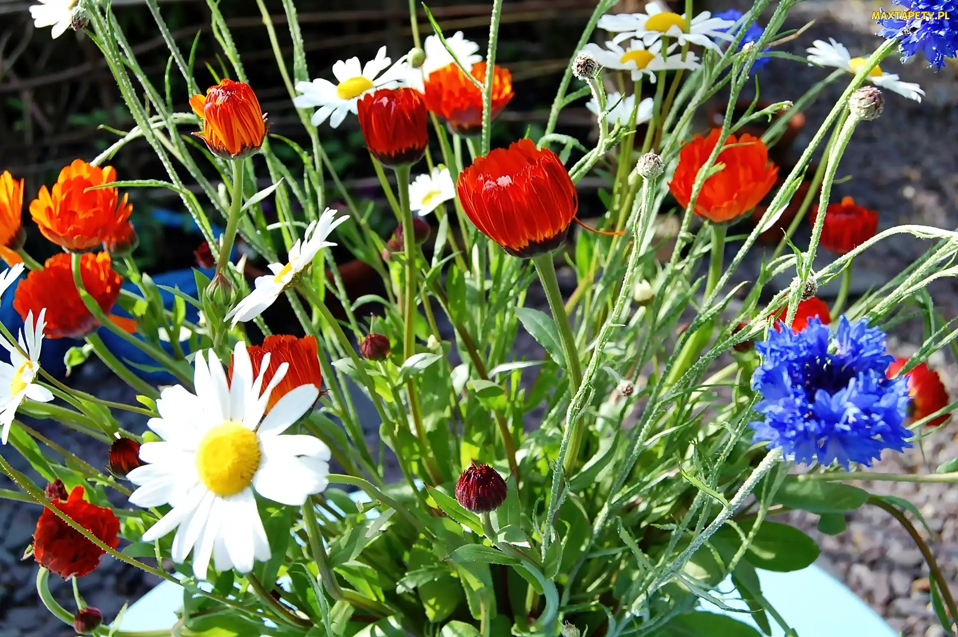 Maki, Margerytki, Chabry, Ozdobne, Ogródek