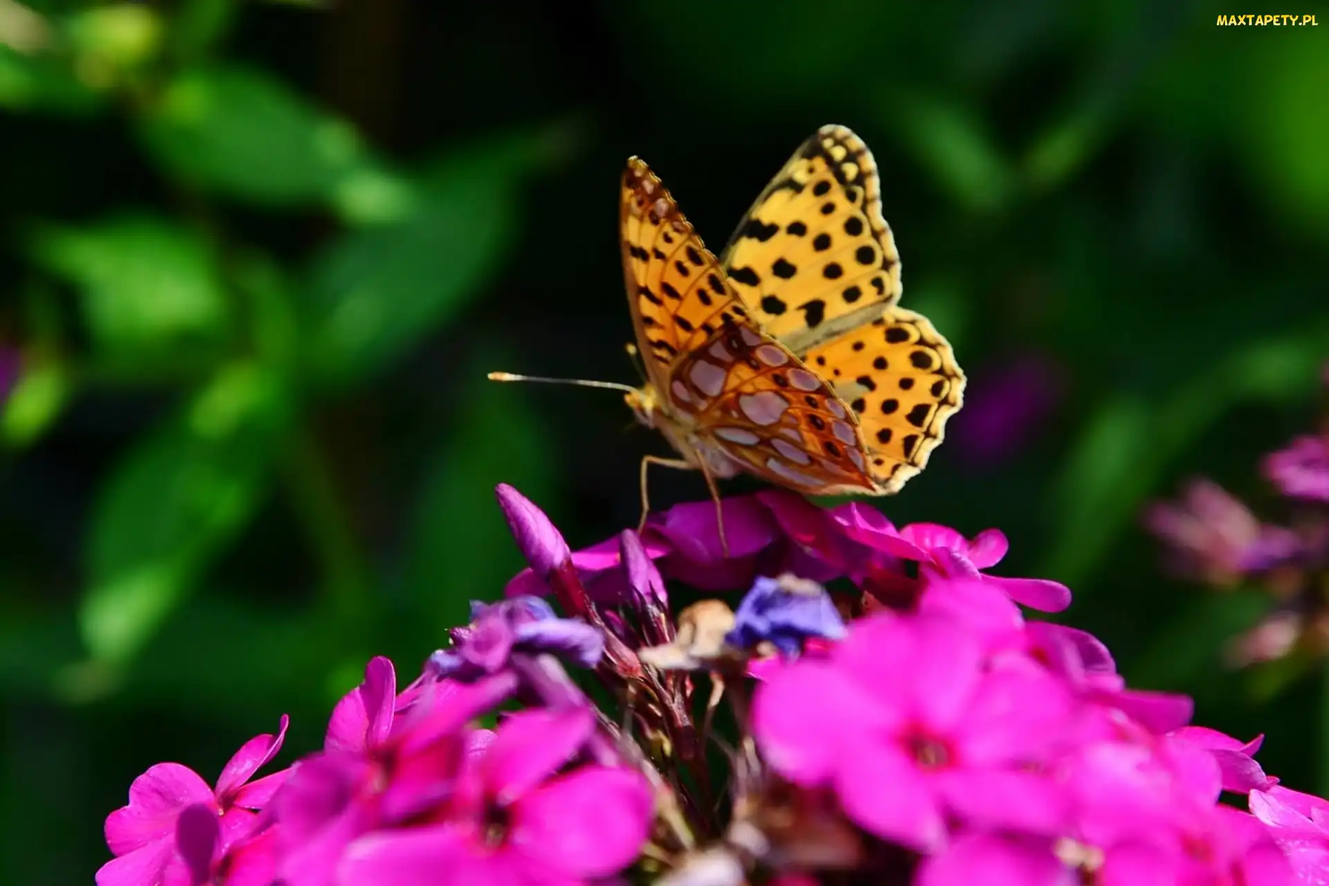 Kwiat, Motyl, Fioletowy