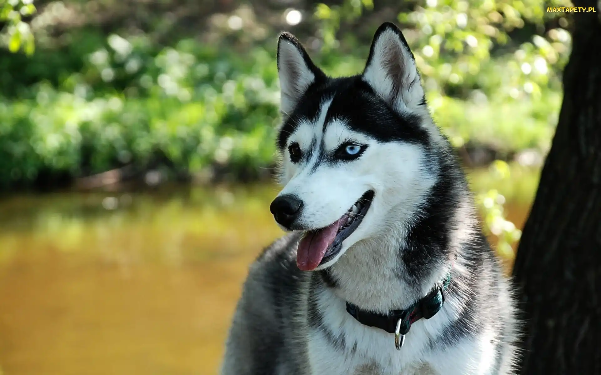 Husky, Park, Drzewo
