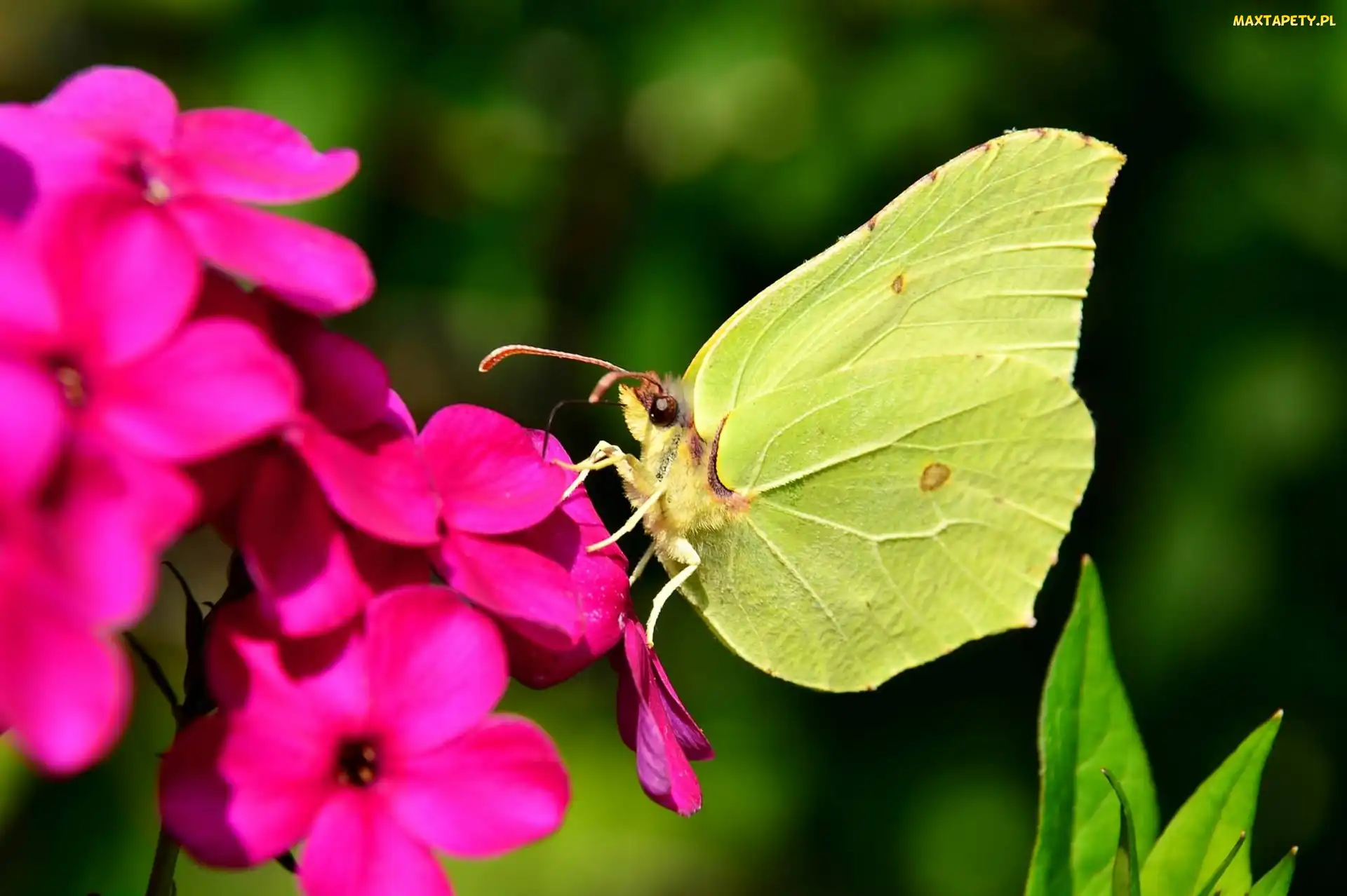 Latolistek cytrynek, Kwiat, Różowy, Motyl