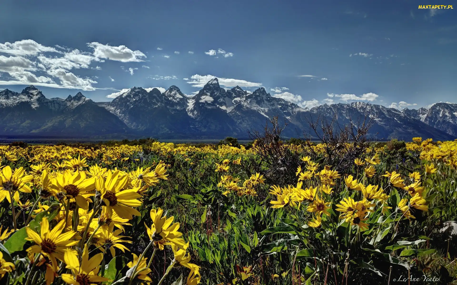 Łąka, Kwiaty, Stan Wyoming, Stany Zjednoczone, Park Narodowy Grand Teton, Góry