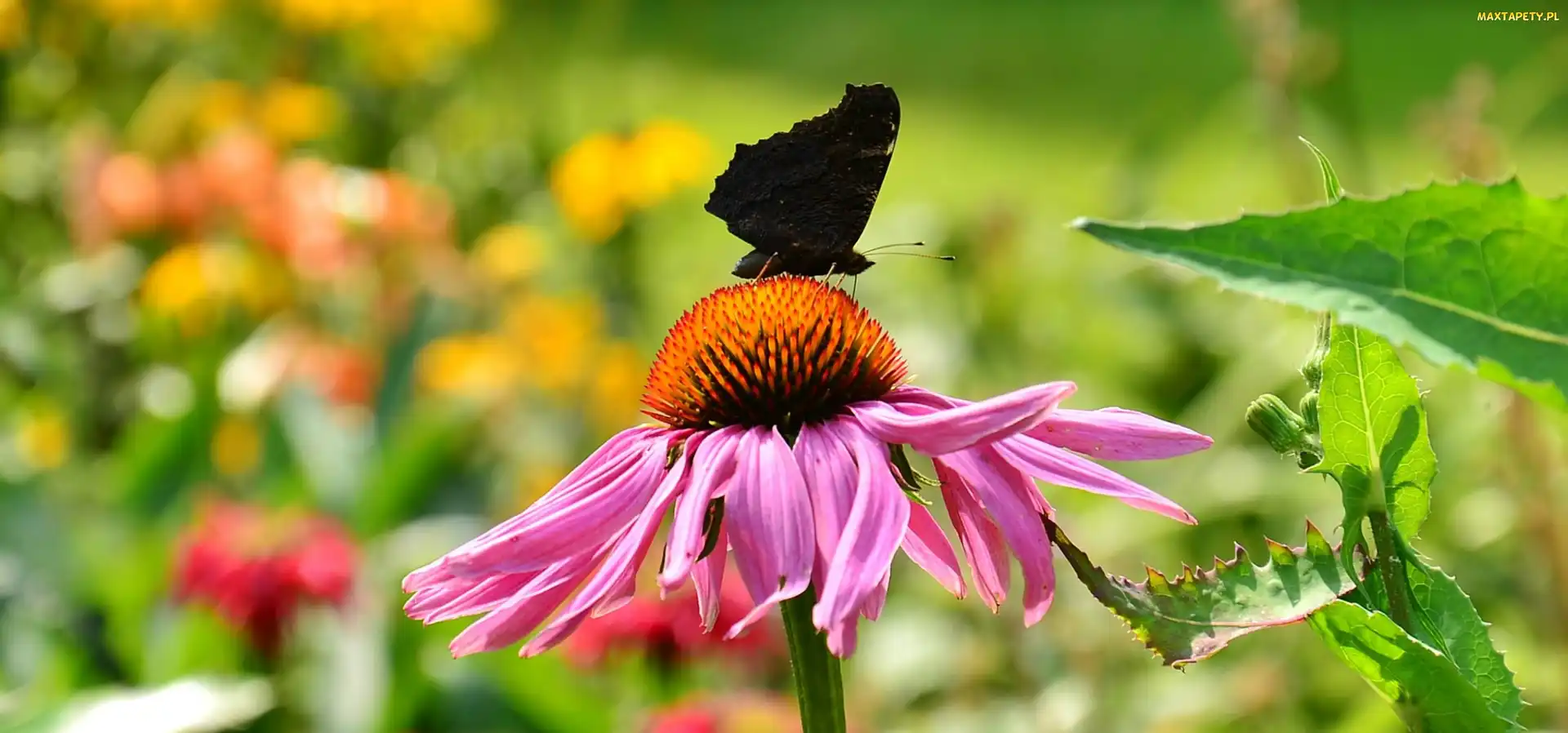 Motyl, Czarny, Różowy, Kwiat