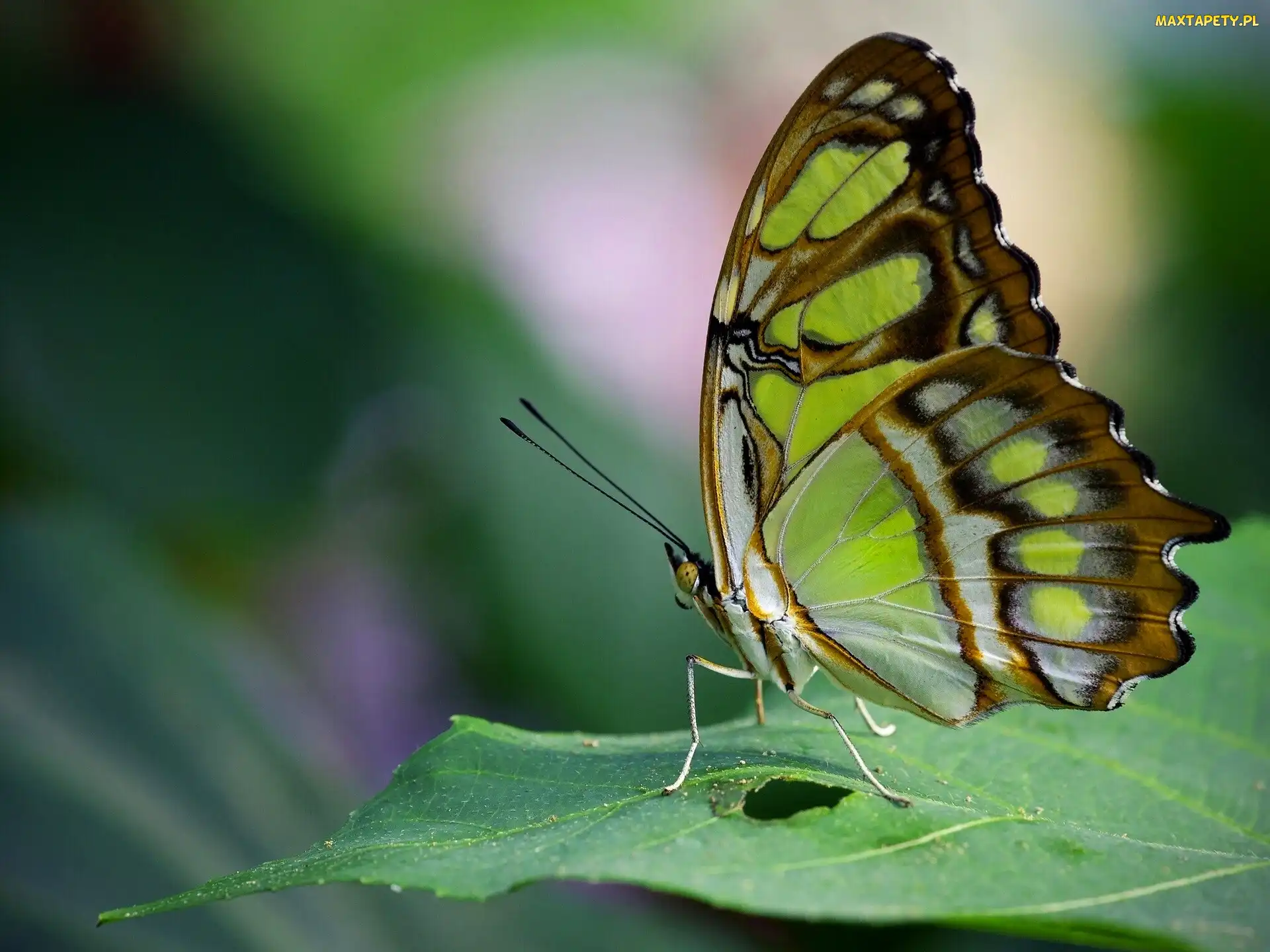 Motyl, Liść, Zielony