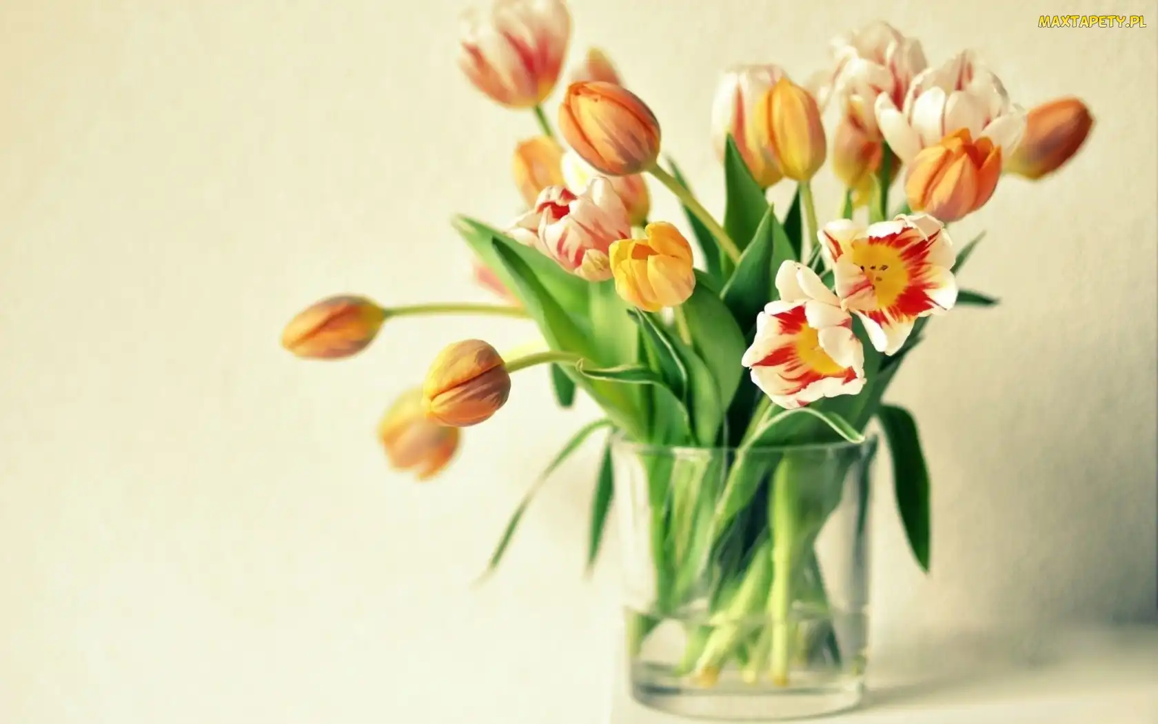 Tulipany, Wazon