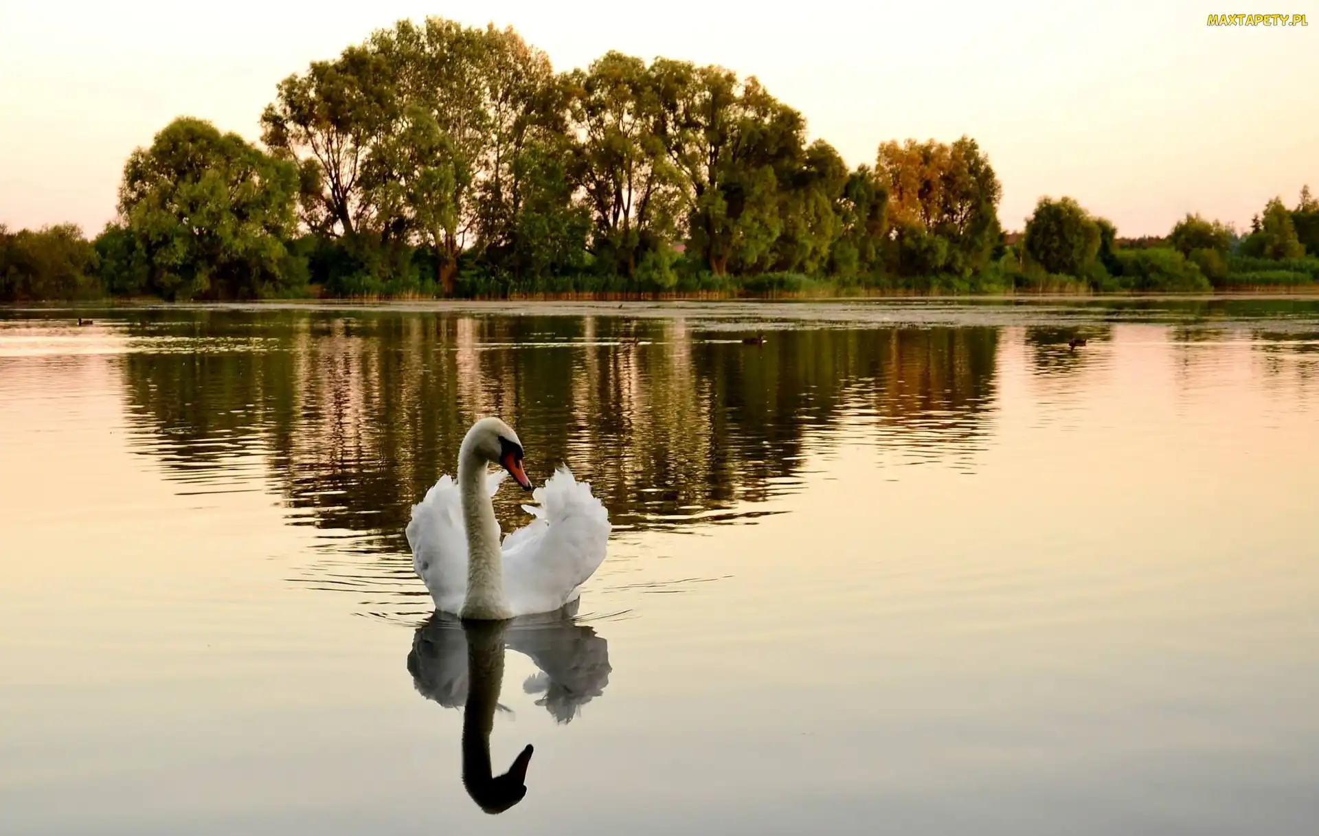 Łabędź, Drzewa, Jezioro