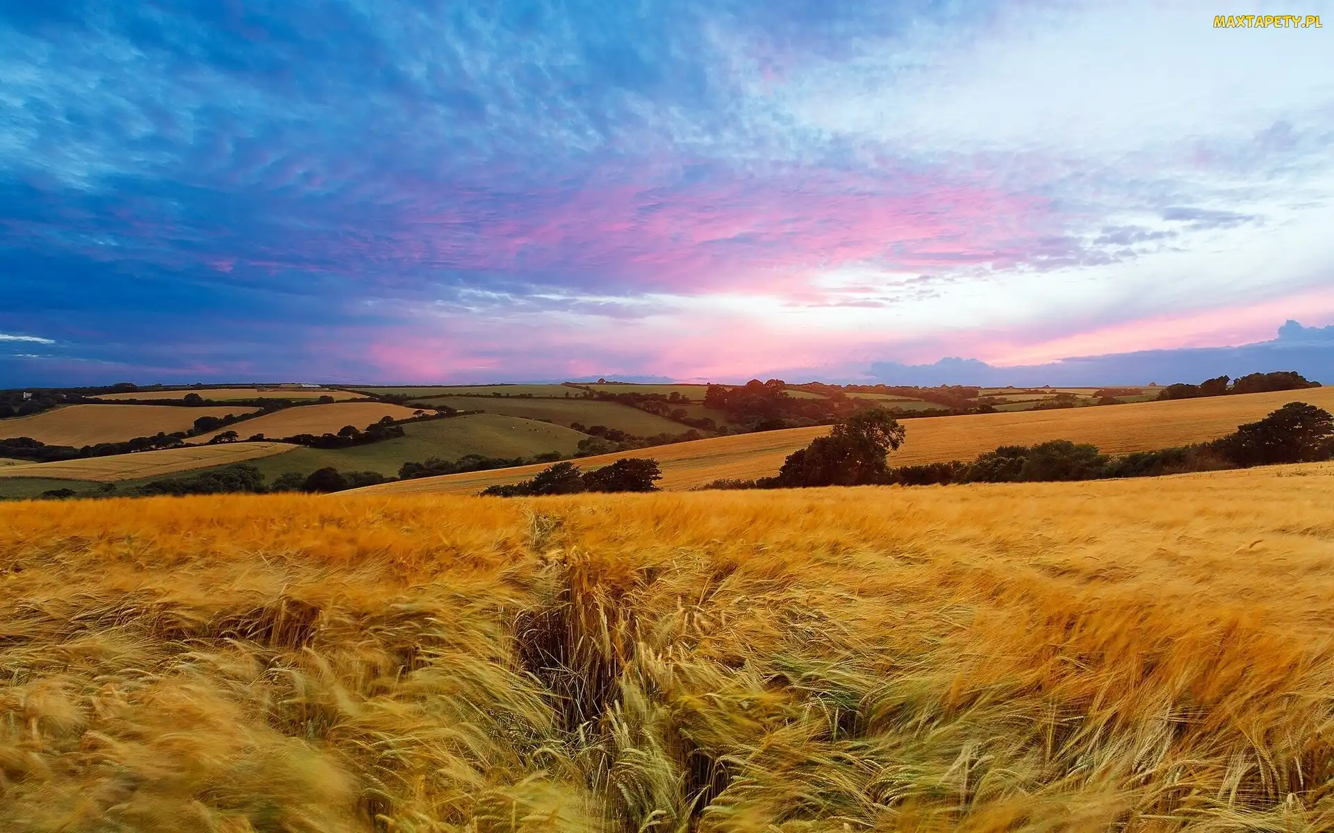 Zboże, Panorama, Chmury, Łąki, Pola