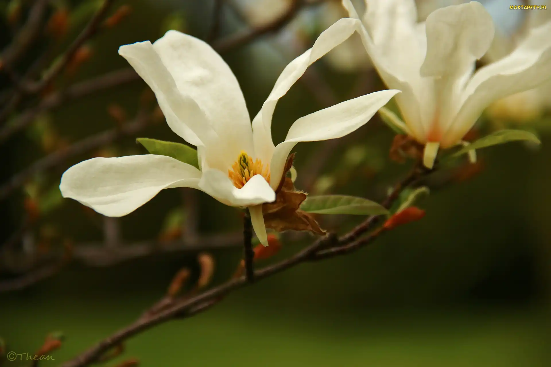 Kwiat, Biały, Magnolia, Japońska