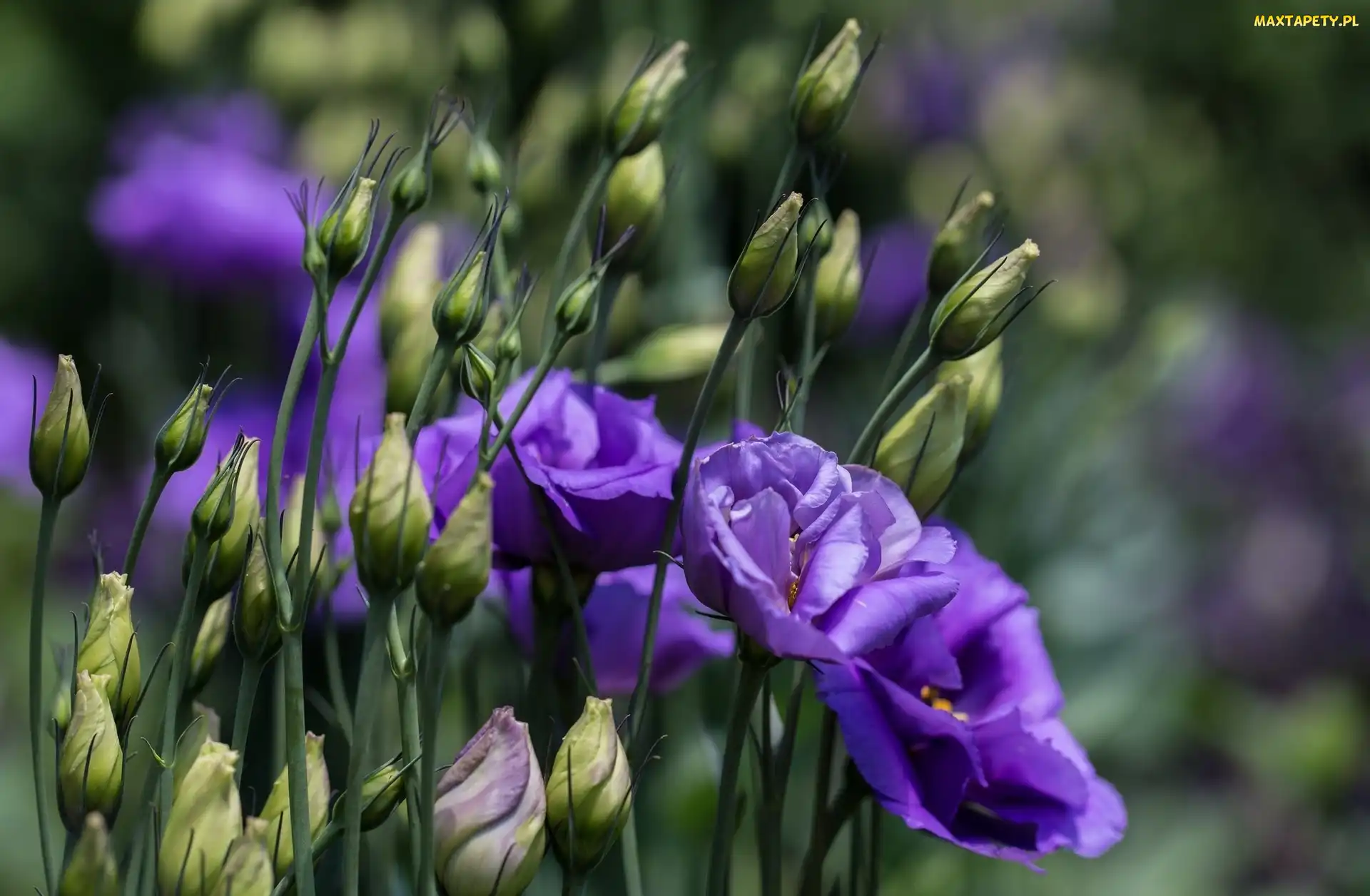 Kwiaty, Pączki, Eustoma