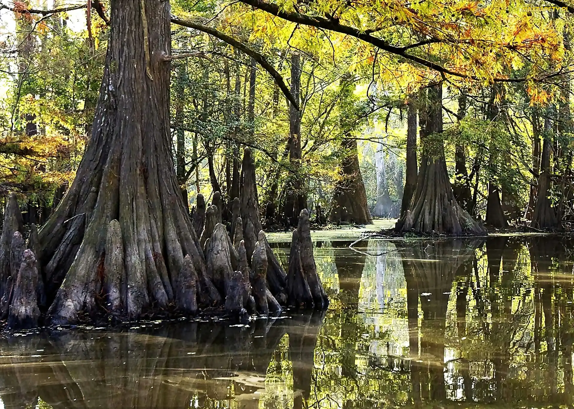 Narodowy, Namorzynowy, Las, Everglades, Park