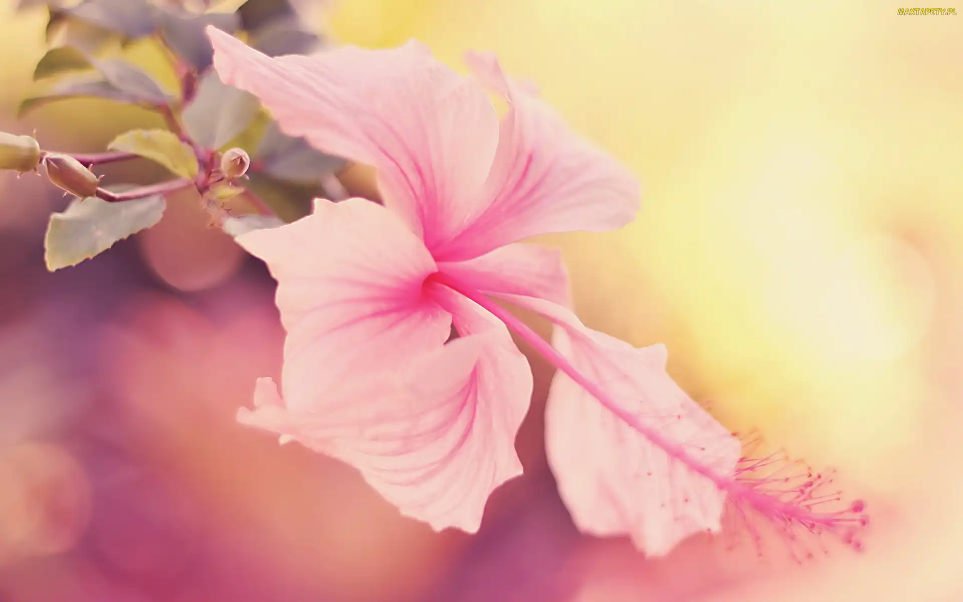 Hibiskus, Kwiat, Piękny, Egzotyczny
