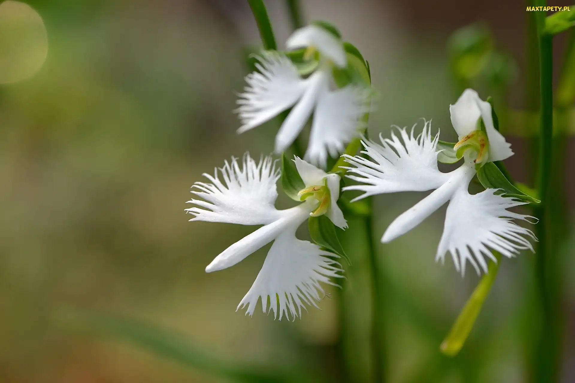 Orchidea, Biała