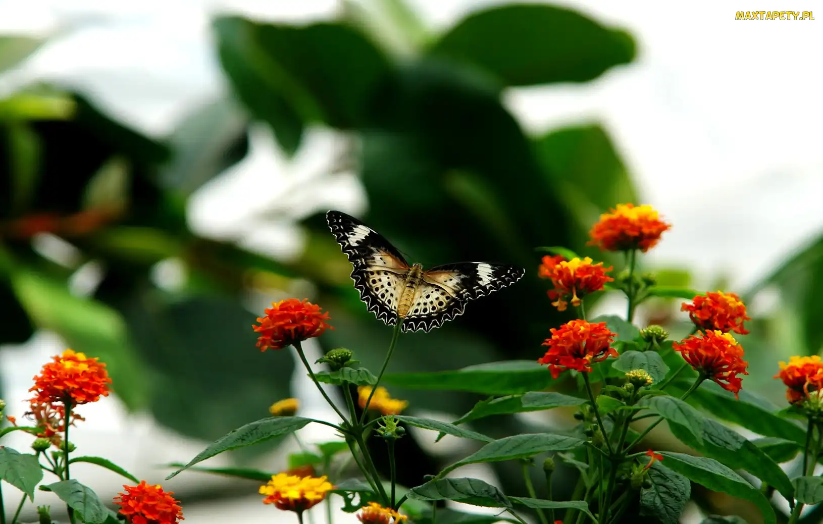 Kolorowe, Kwiatki, Motyl