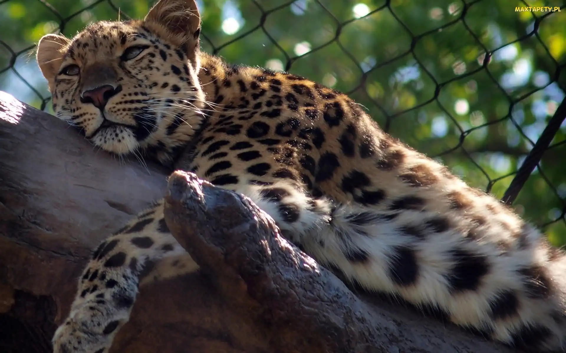Lampart, Zoo, Konar