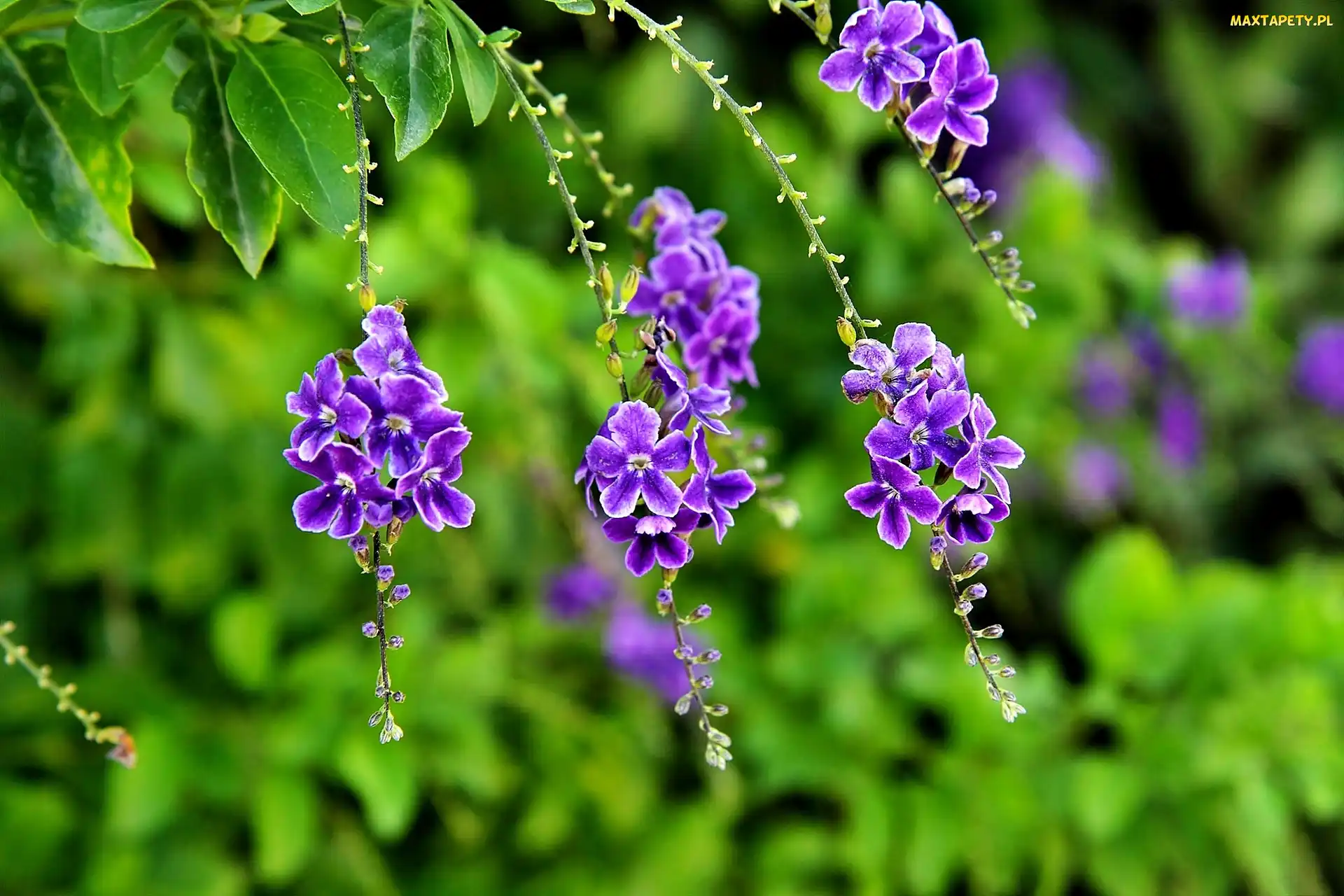 Fioletowe, Kwiatki, Duranta