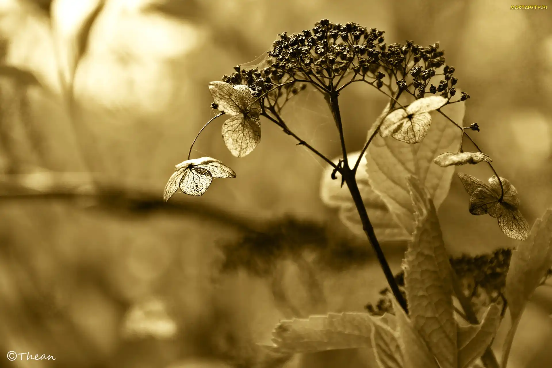 Roślinka, Sepia, Sucha
