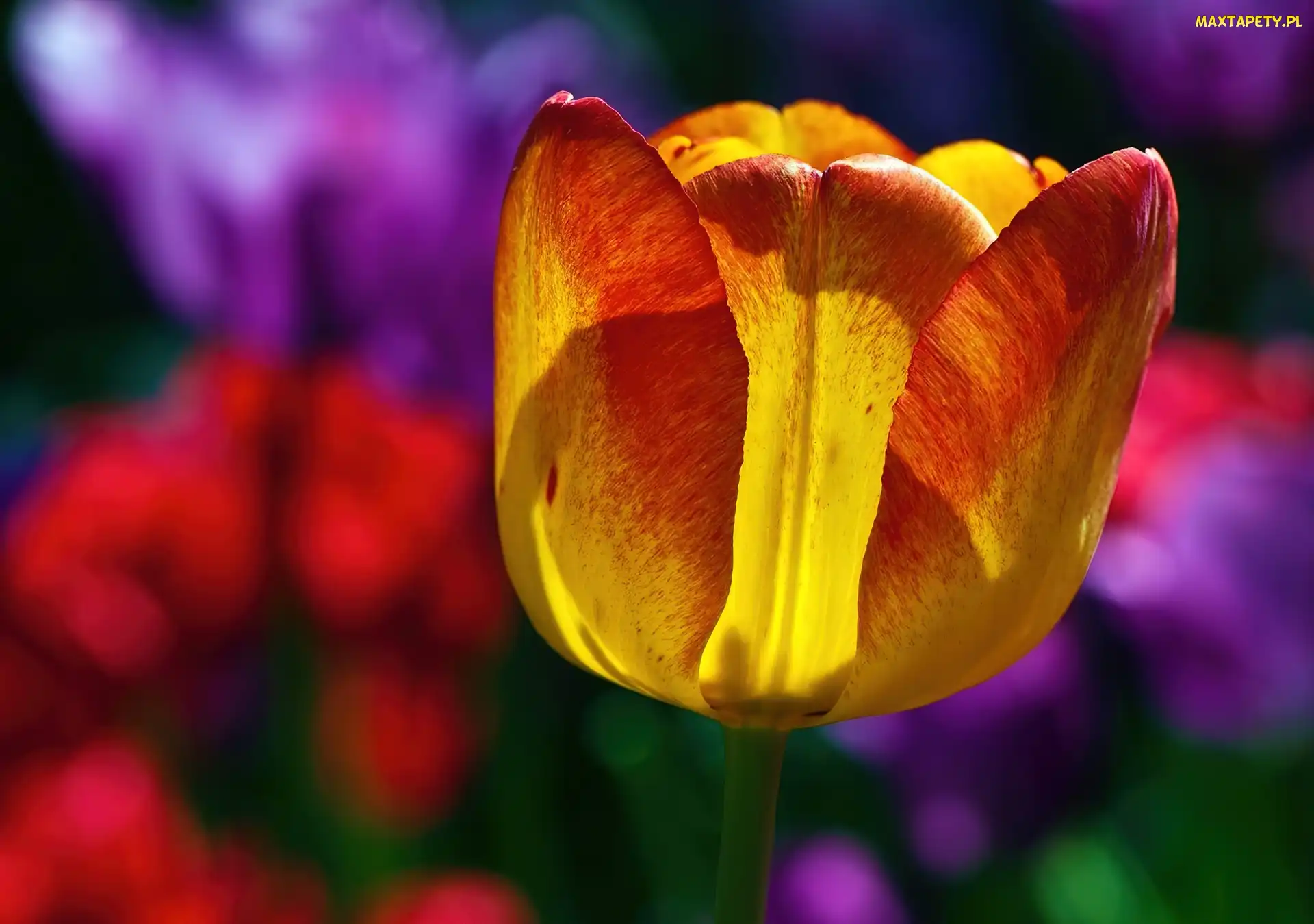 Kolorowe, Tło, Tulipan