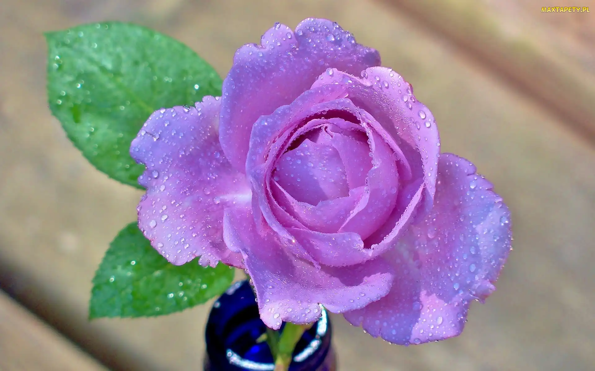 Fioletowa, Rosa, Róża
