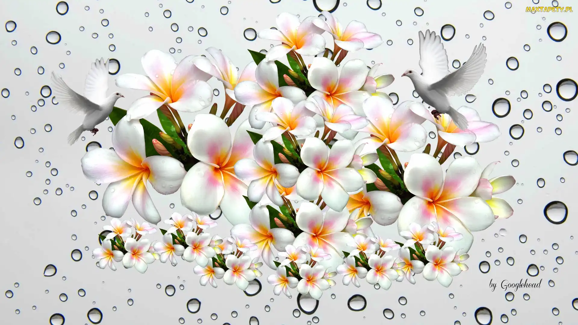 Plumeria, 2D, Wody, Krople