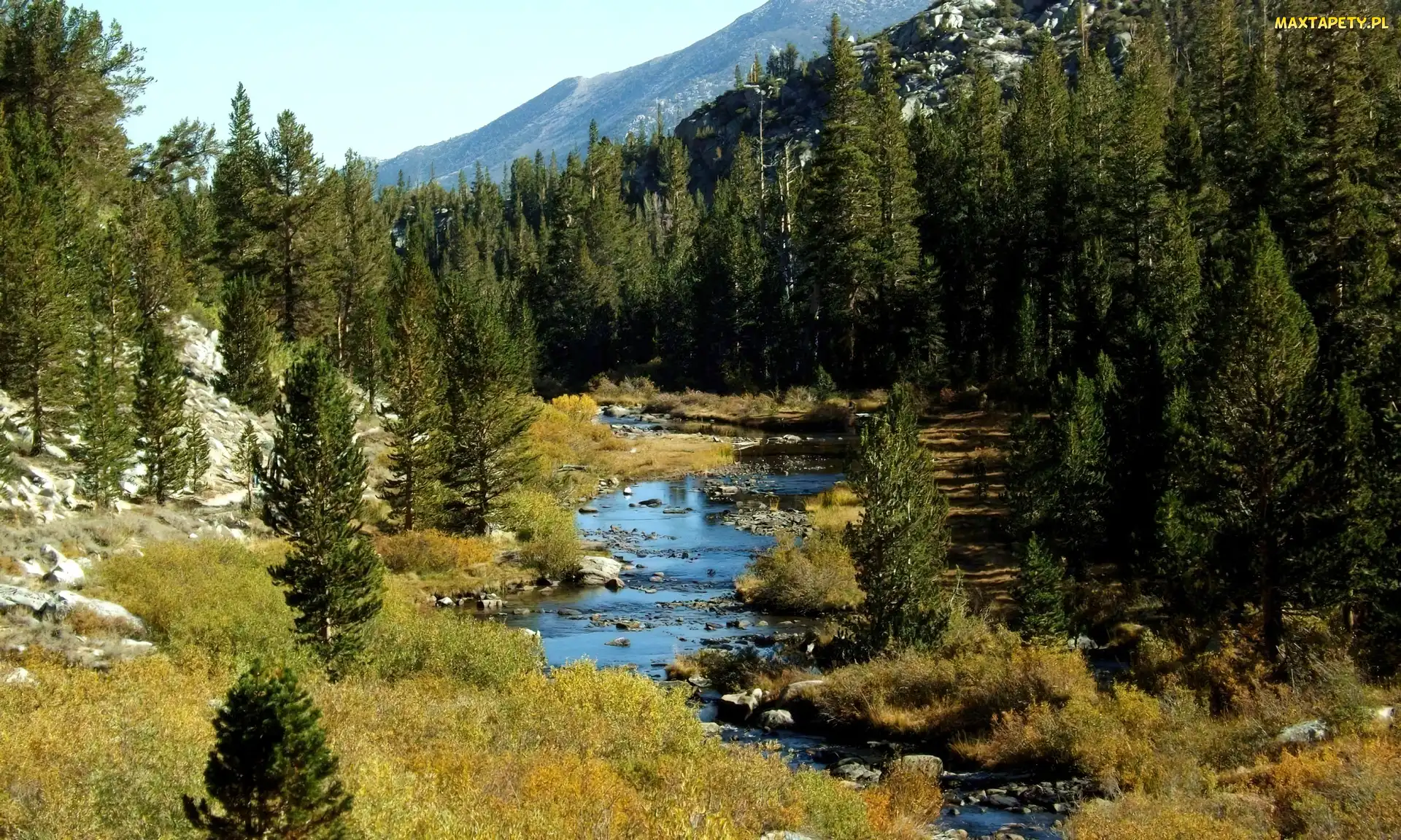 Kamienie, Bagna, Góry, Las