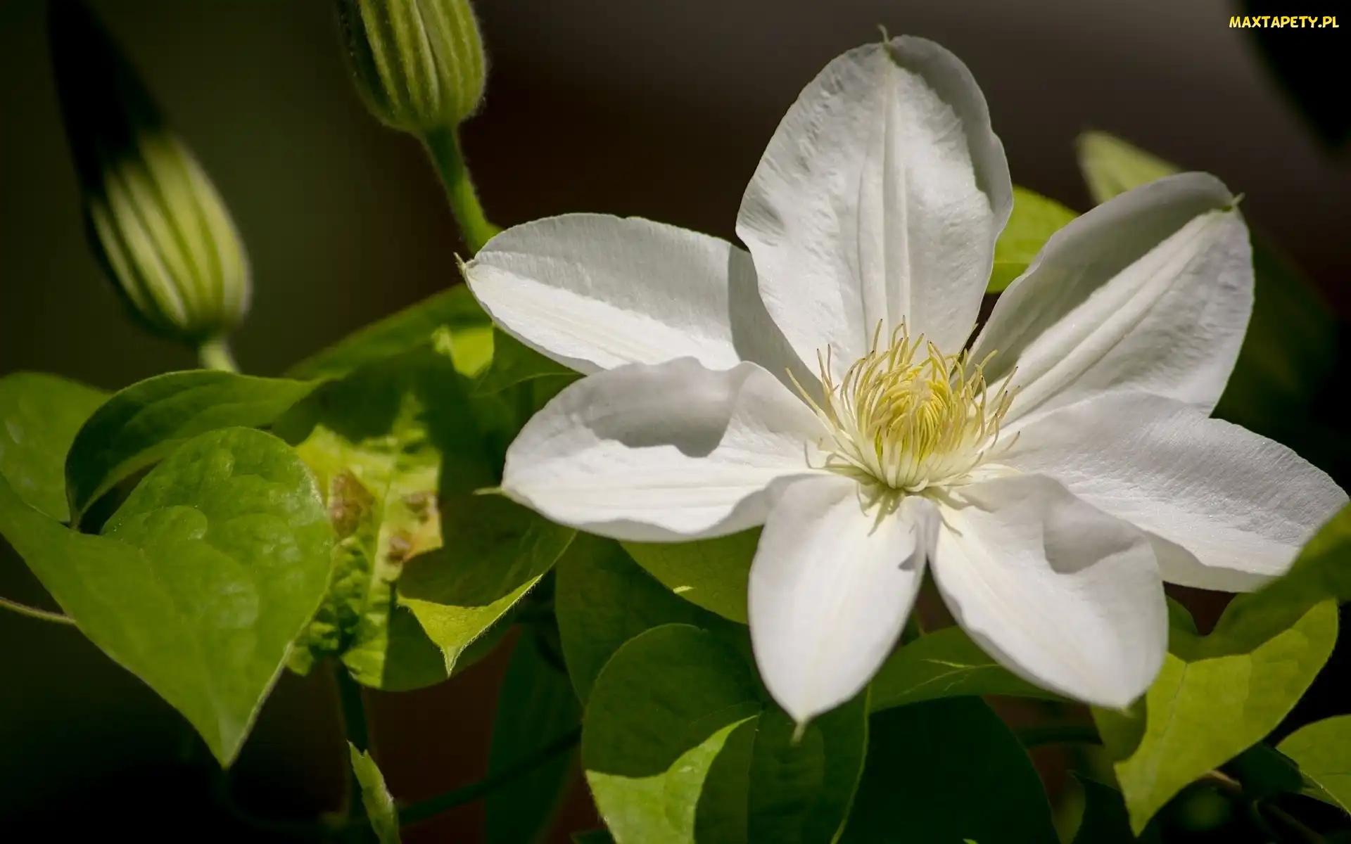 Clematis, Biały