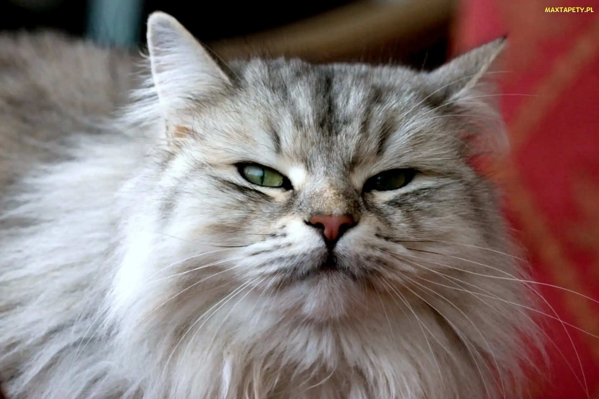 Głowa, Maine Coon