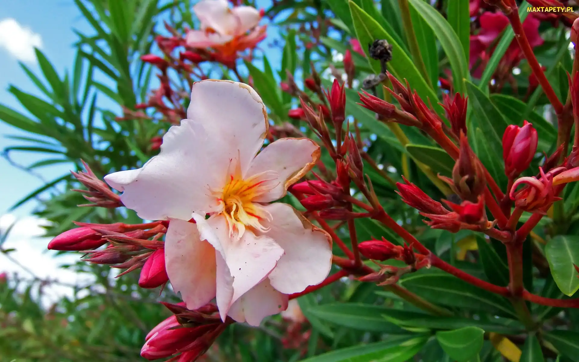 Różowy, Oleander